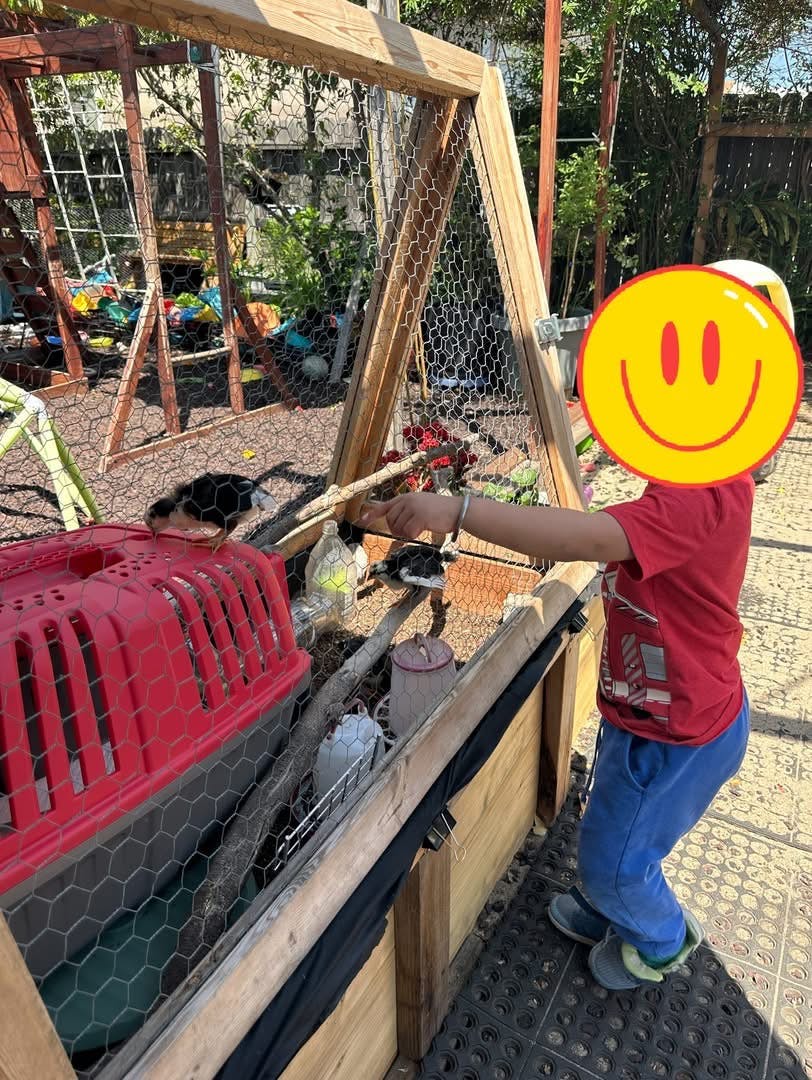 Child interacting with small birds in an outdoor enclosure
