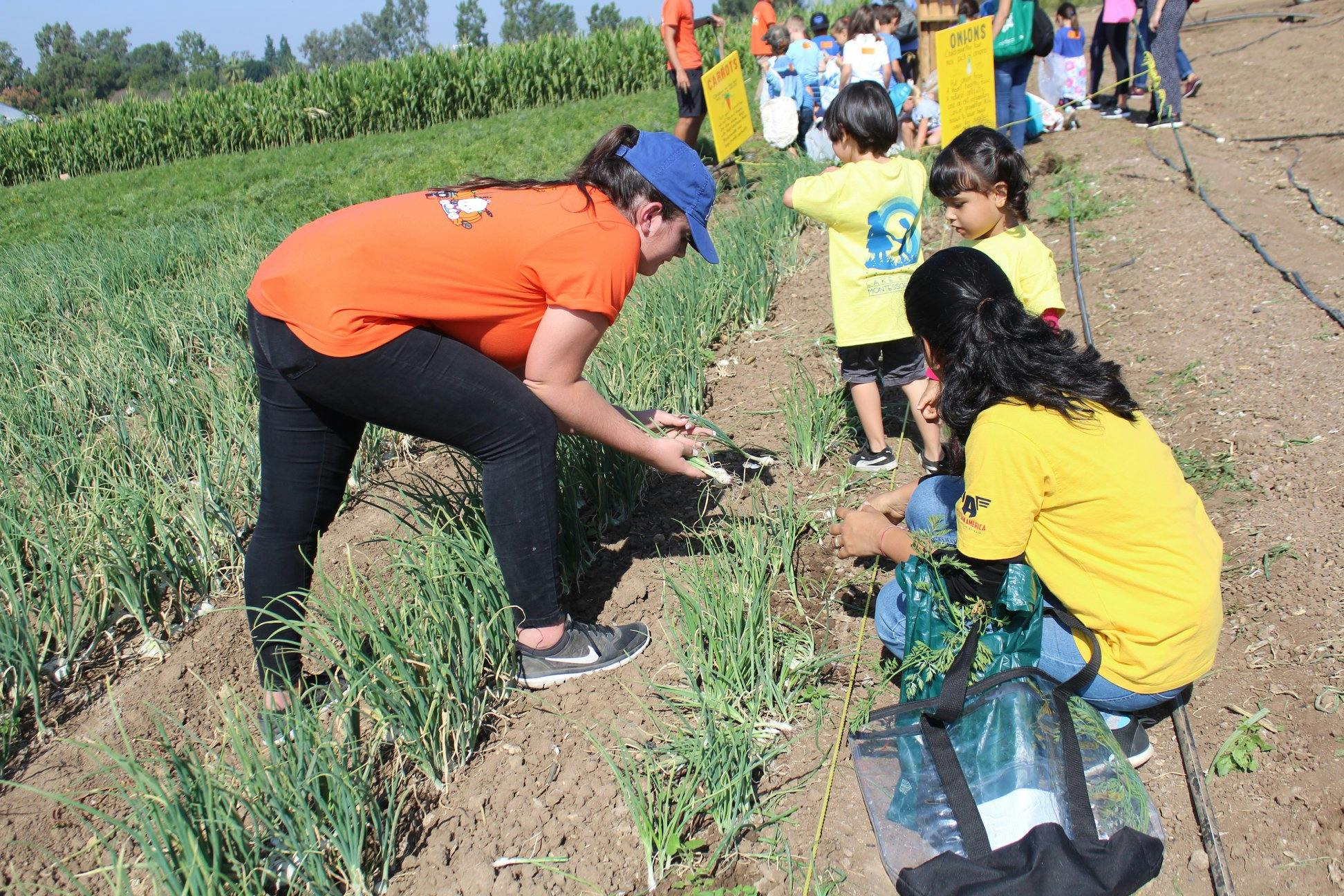 Person and two children tending to plants in a field