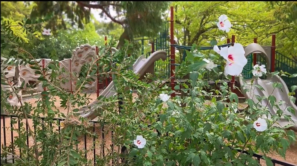 White flowers blooming in front of a playground
