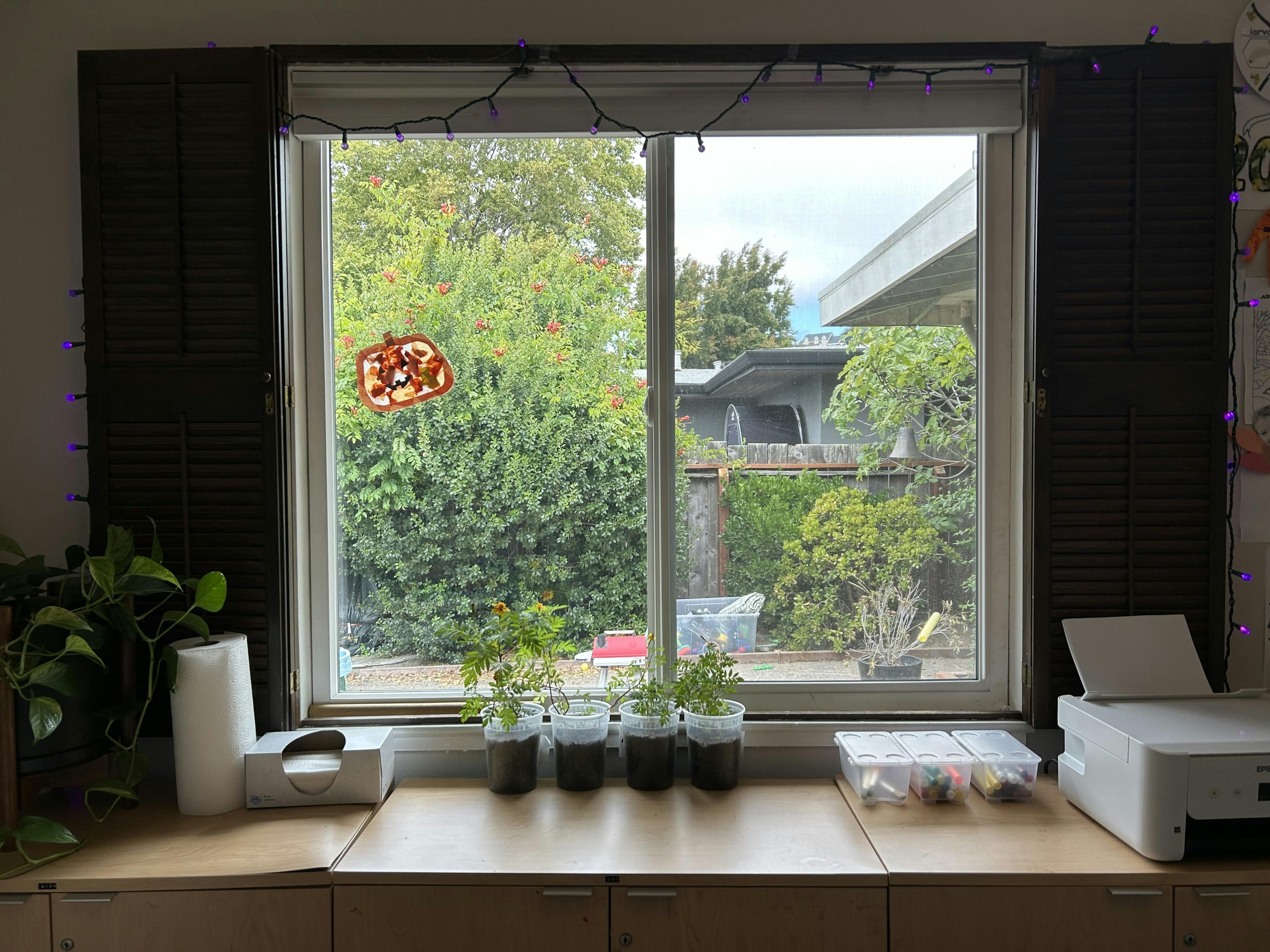 Potted seedlings on a window sill with decorative string lights