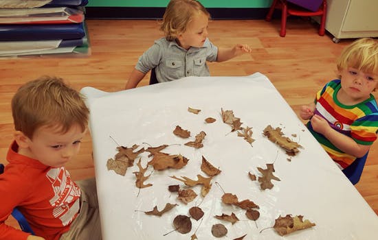 Three children looking at leaves on a table