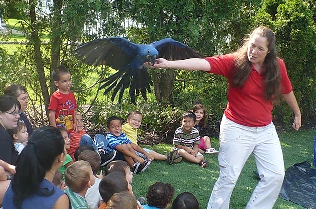 Person feeding a large bird with wings spread in front of children