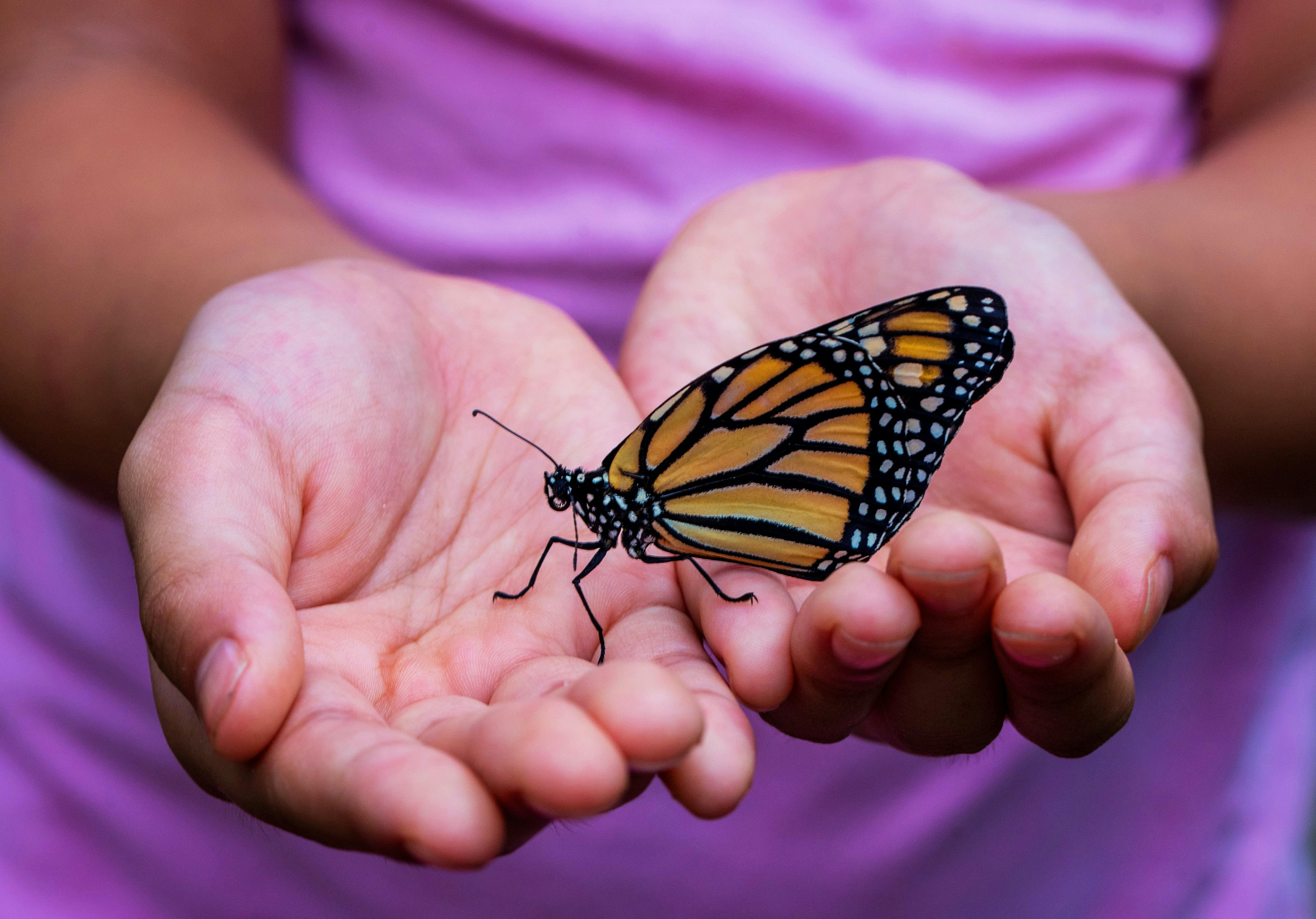Monarch butterfly resting on a person's cupped hands