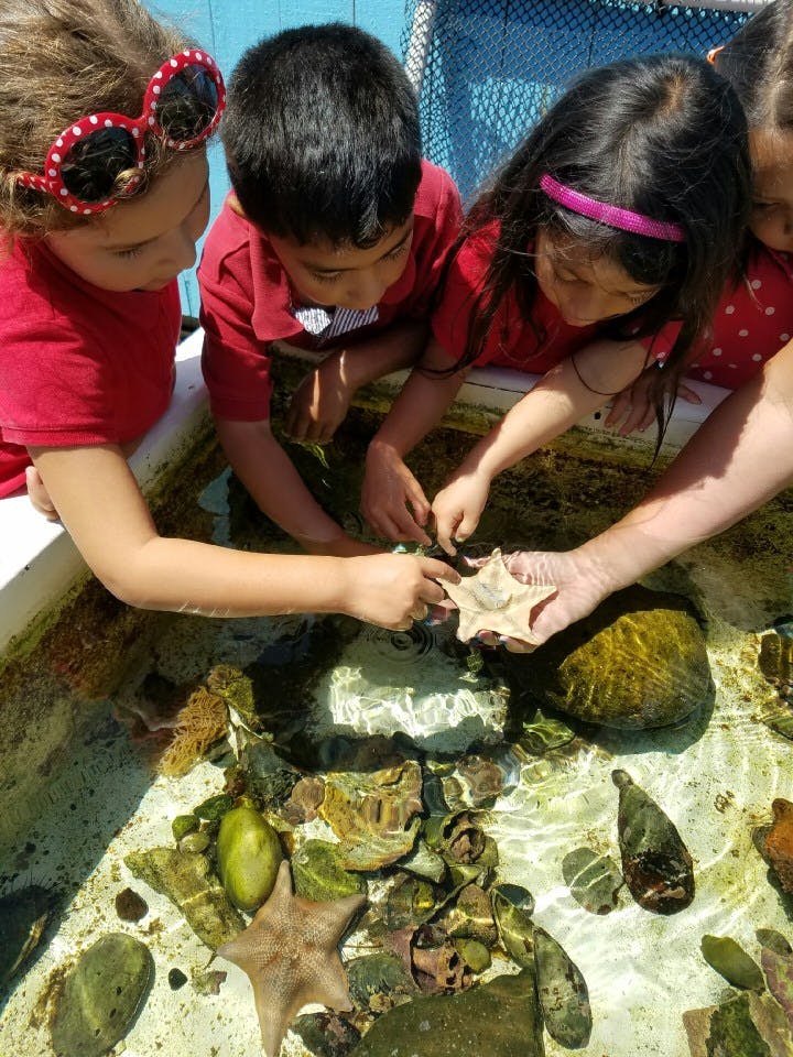 Children looking into a touch tank with starfish and other marine life