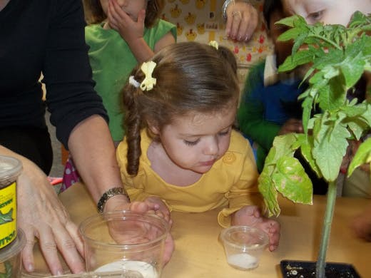 Child looking at a small plant on a table