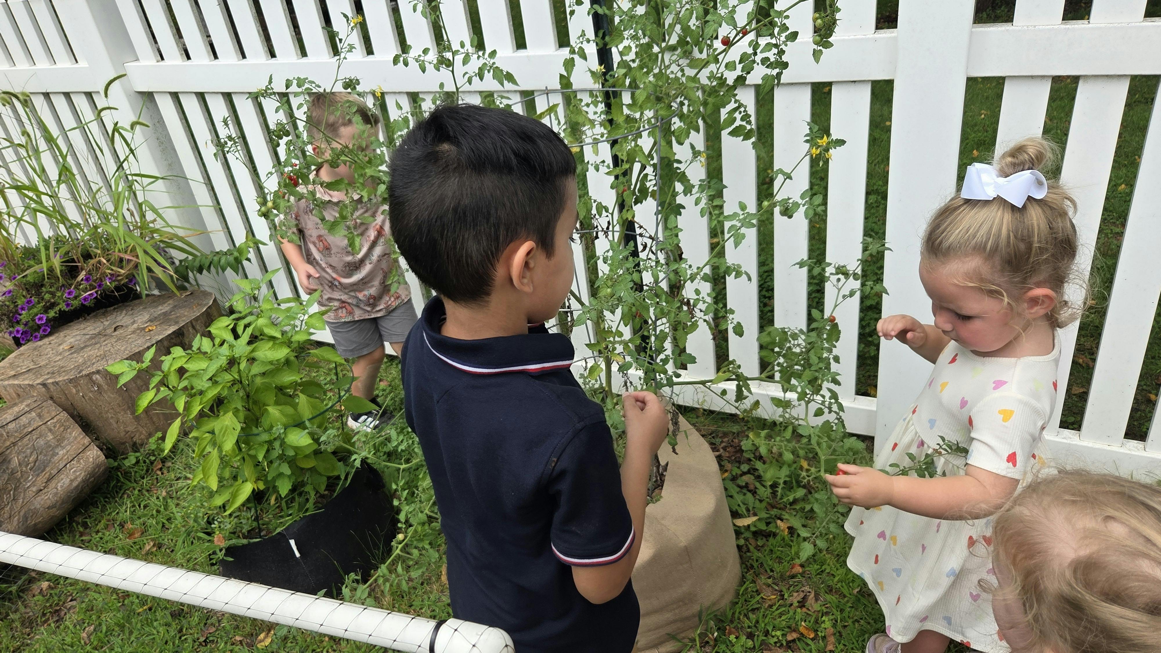 Children tending to a tomato plant in a garden
