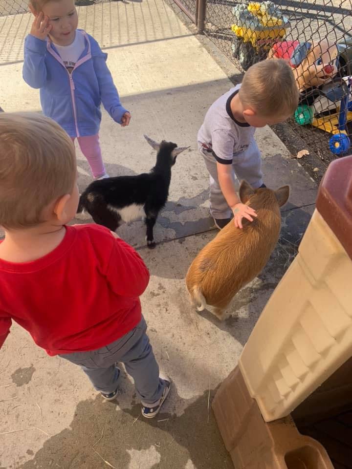 Children interacting with a goat and a pig