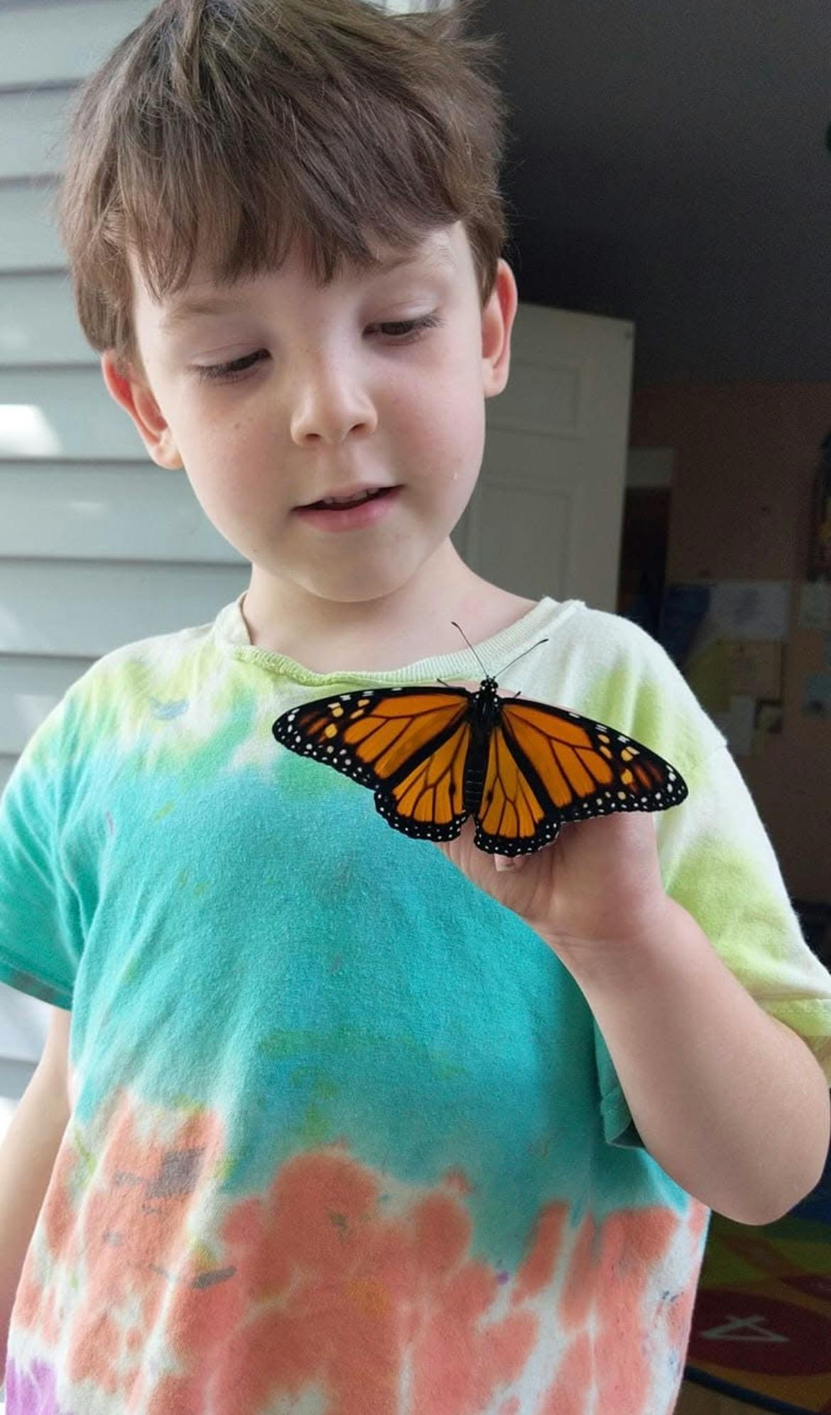 Child holding a monarch butterfly on their finger