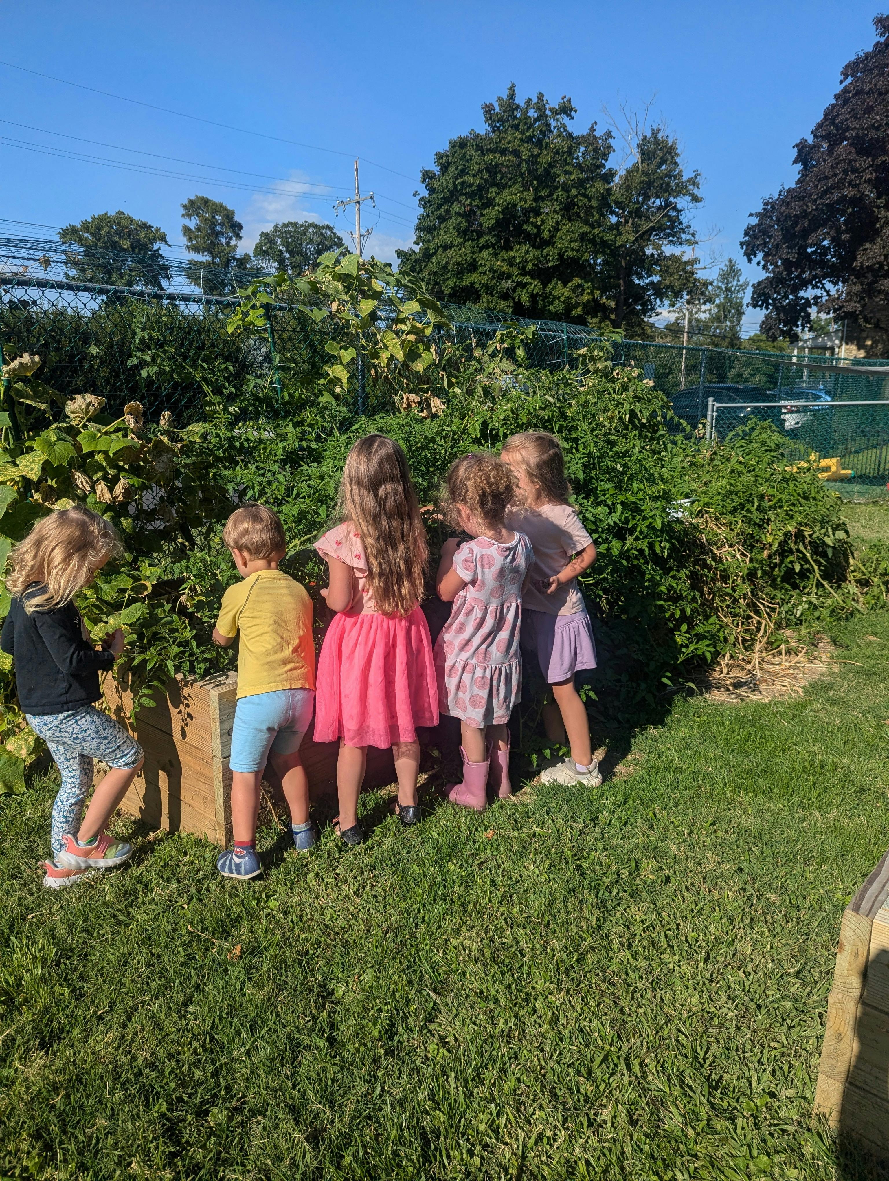 Five children looking into a garden bed