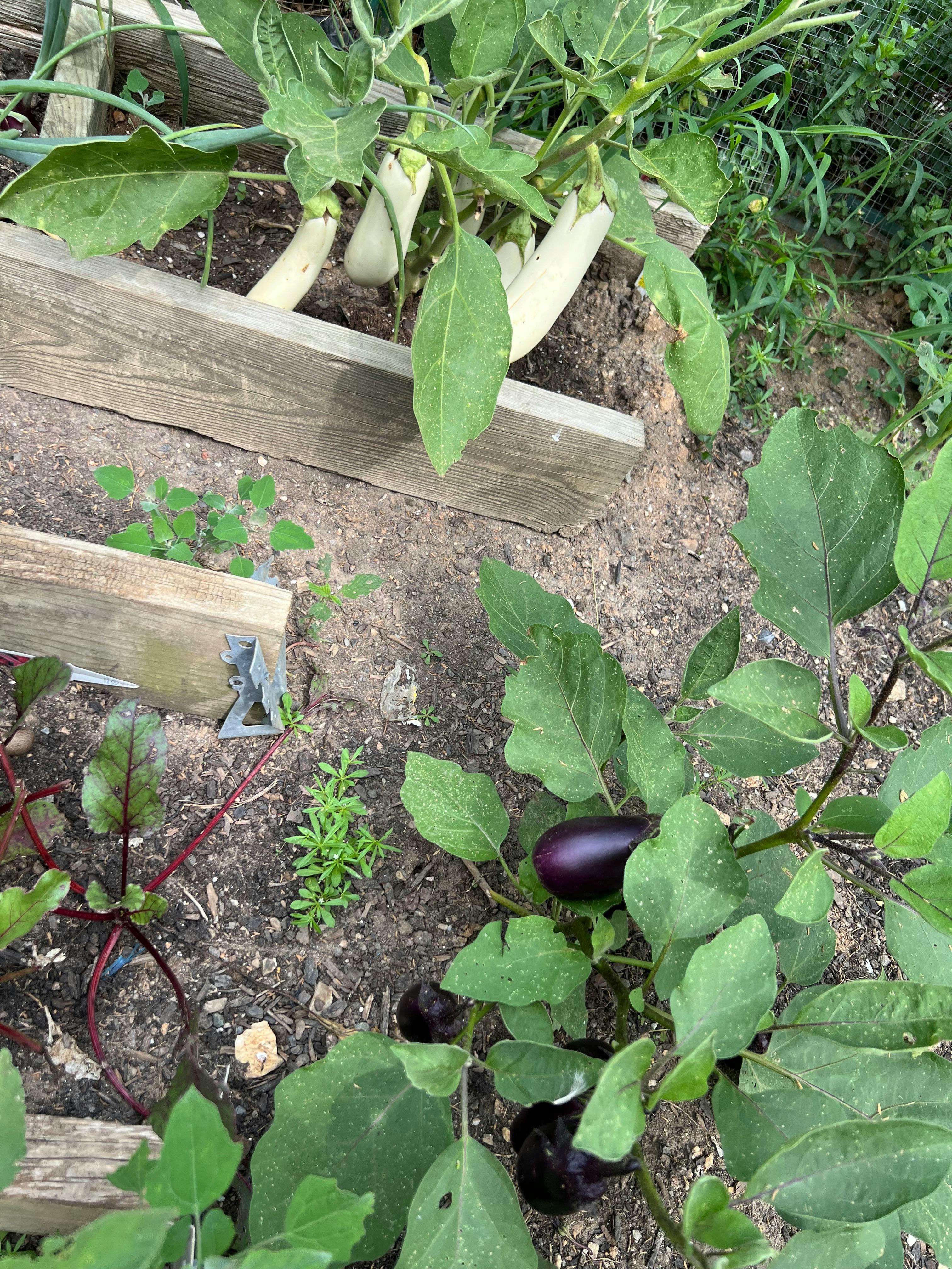 White and purple eggplants growing in a garden