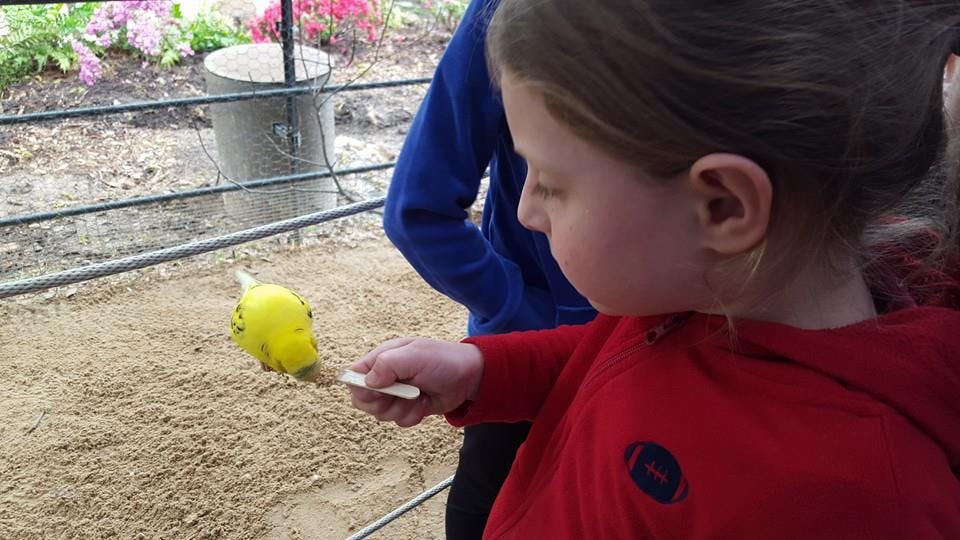 Child feeding a yellow bird from a stick