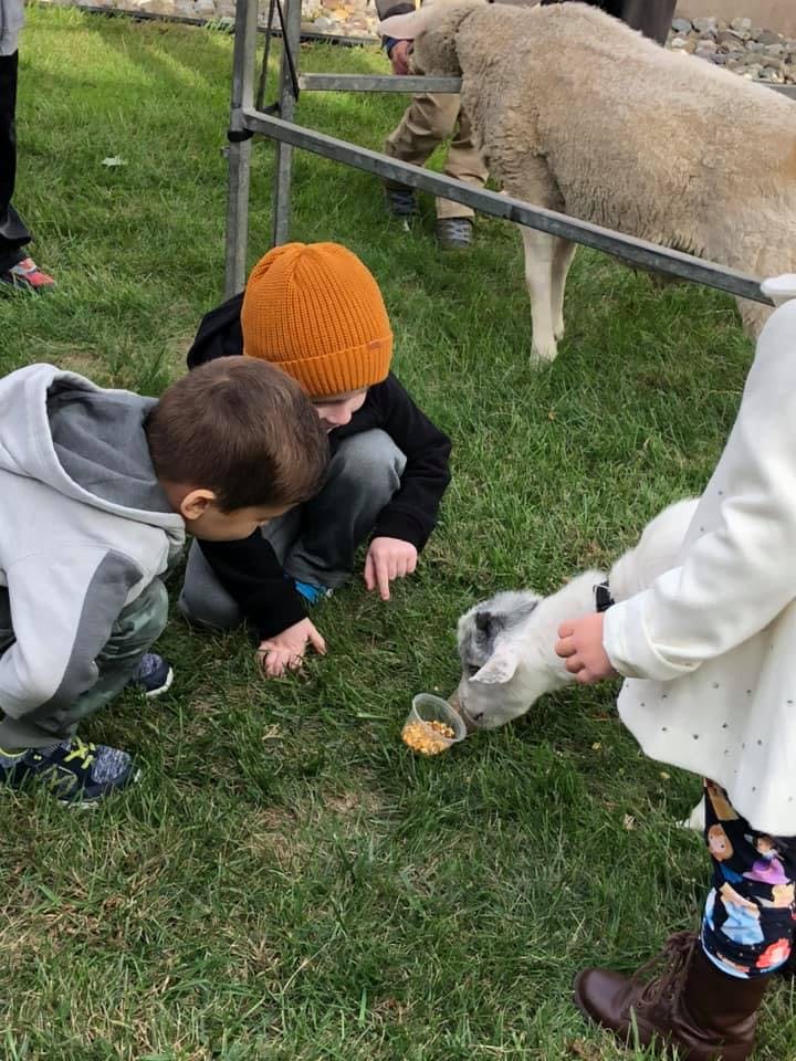 Children feeding a small goat from a cup on grass