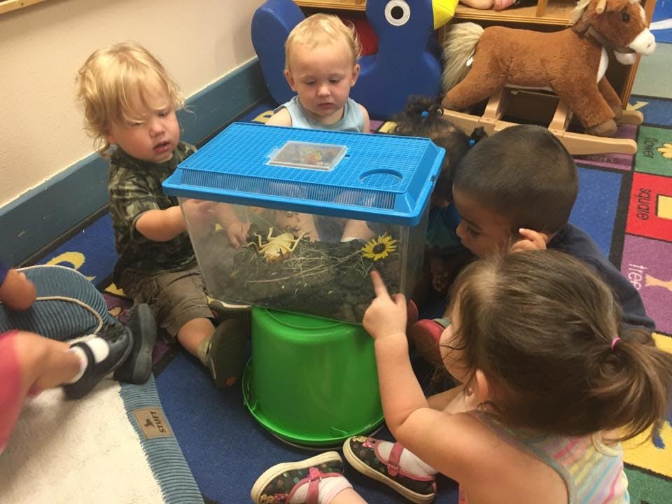 Children looking at a bug in a clear container