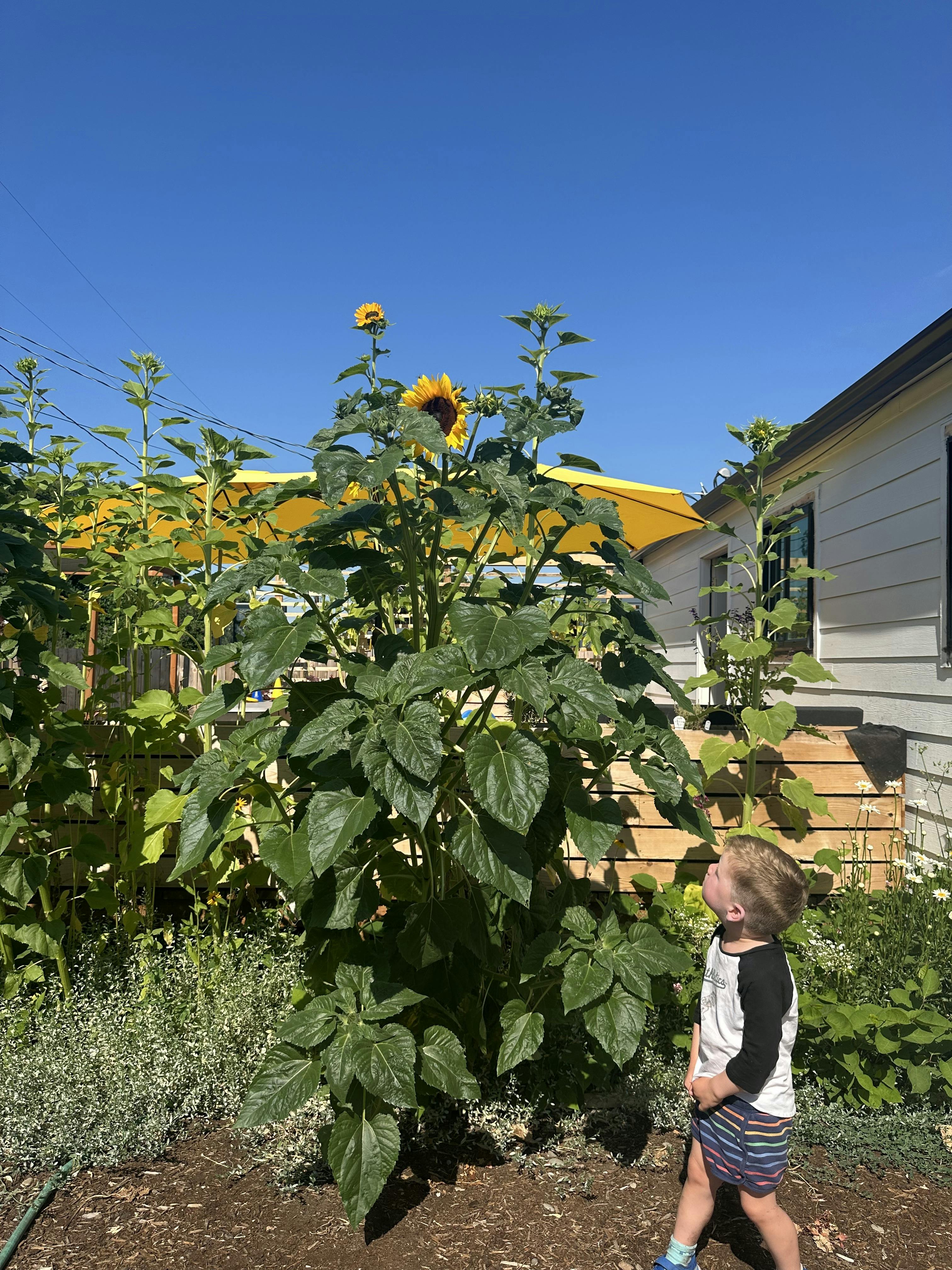 Child looking up at a tall sunflower