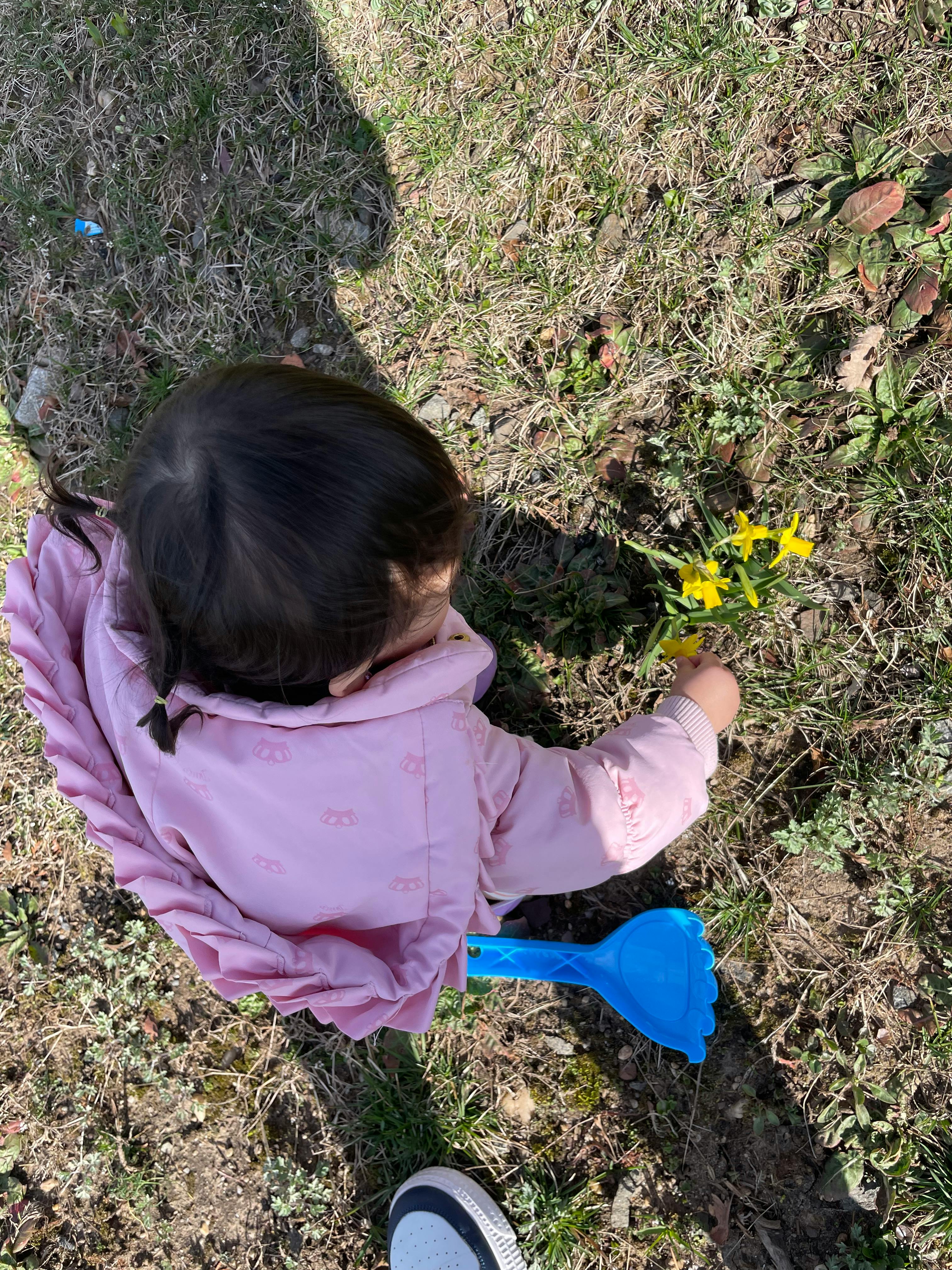 Child in pink jacket reaching for yellow flowers in a grassy area