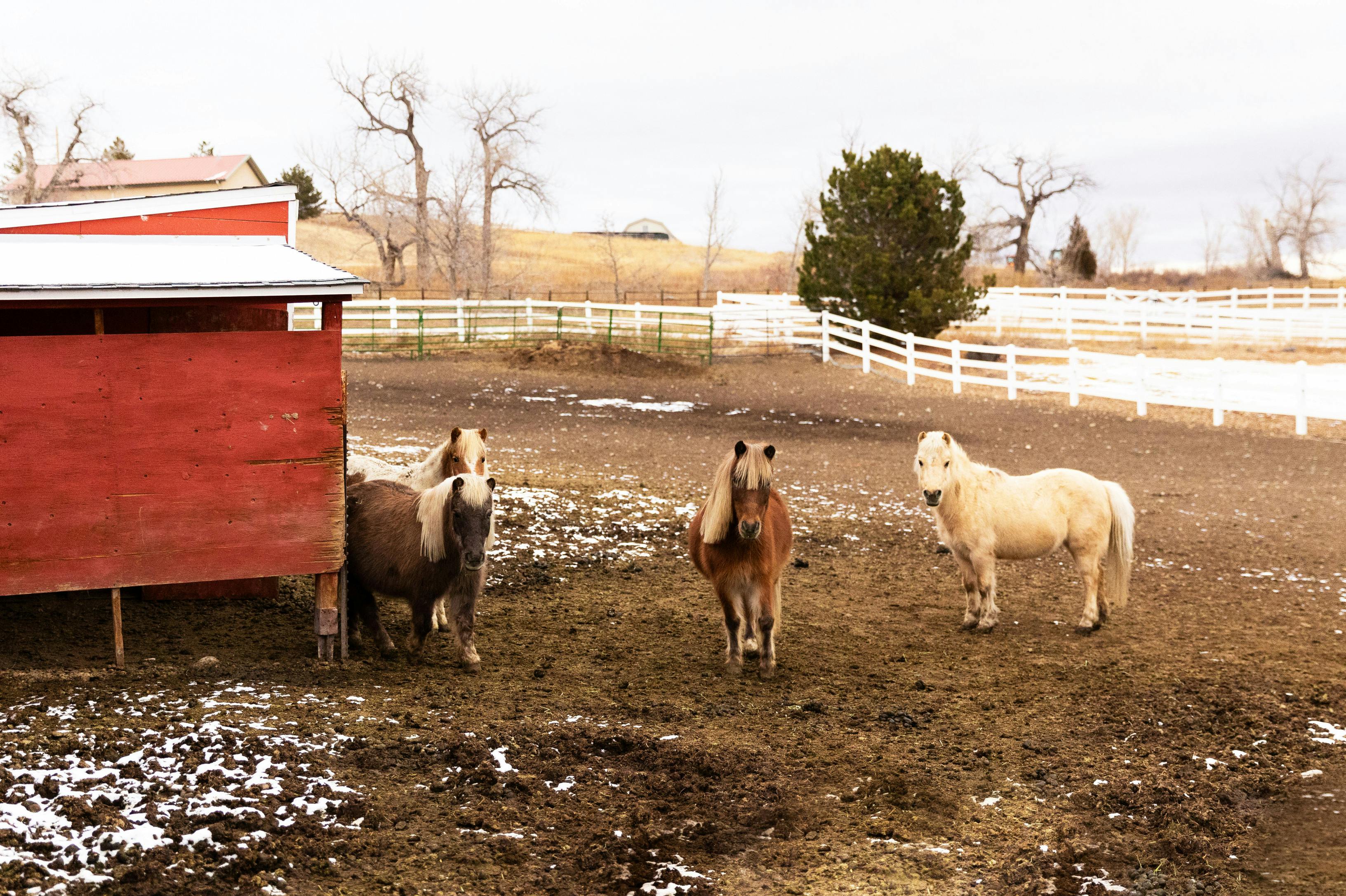 Four horses standing in a muddy field near a red barn