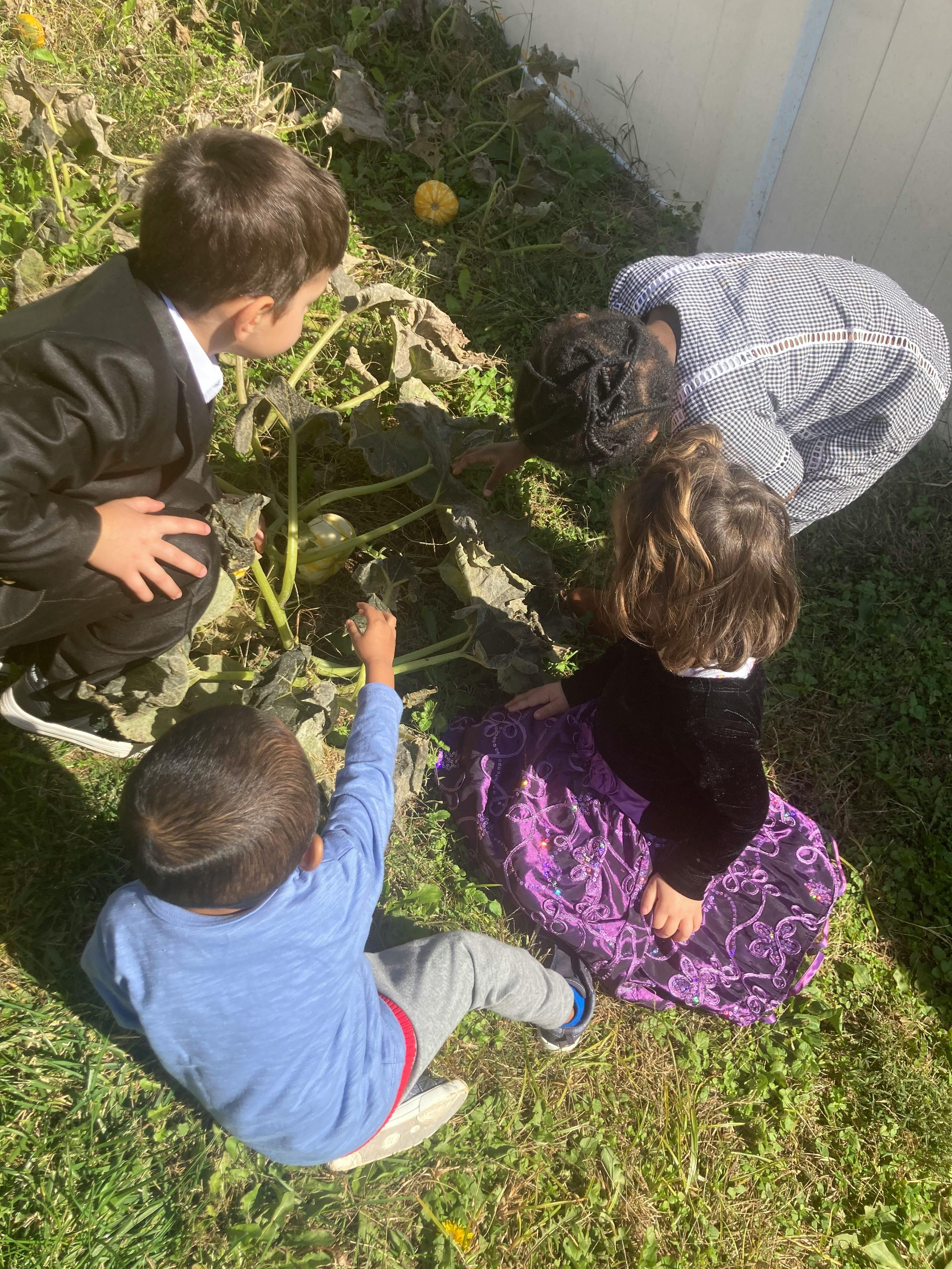 Several children on grass looking at gourds growing on a plant