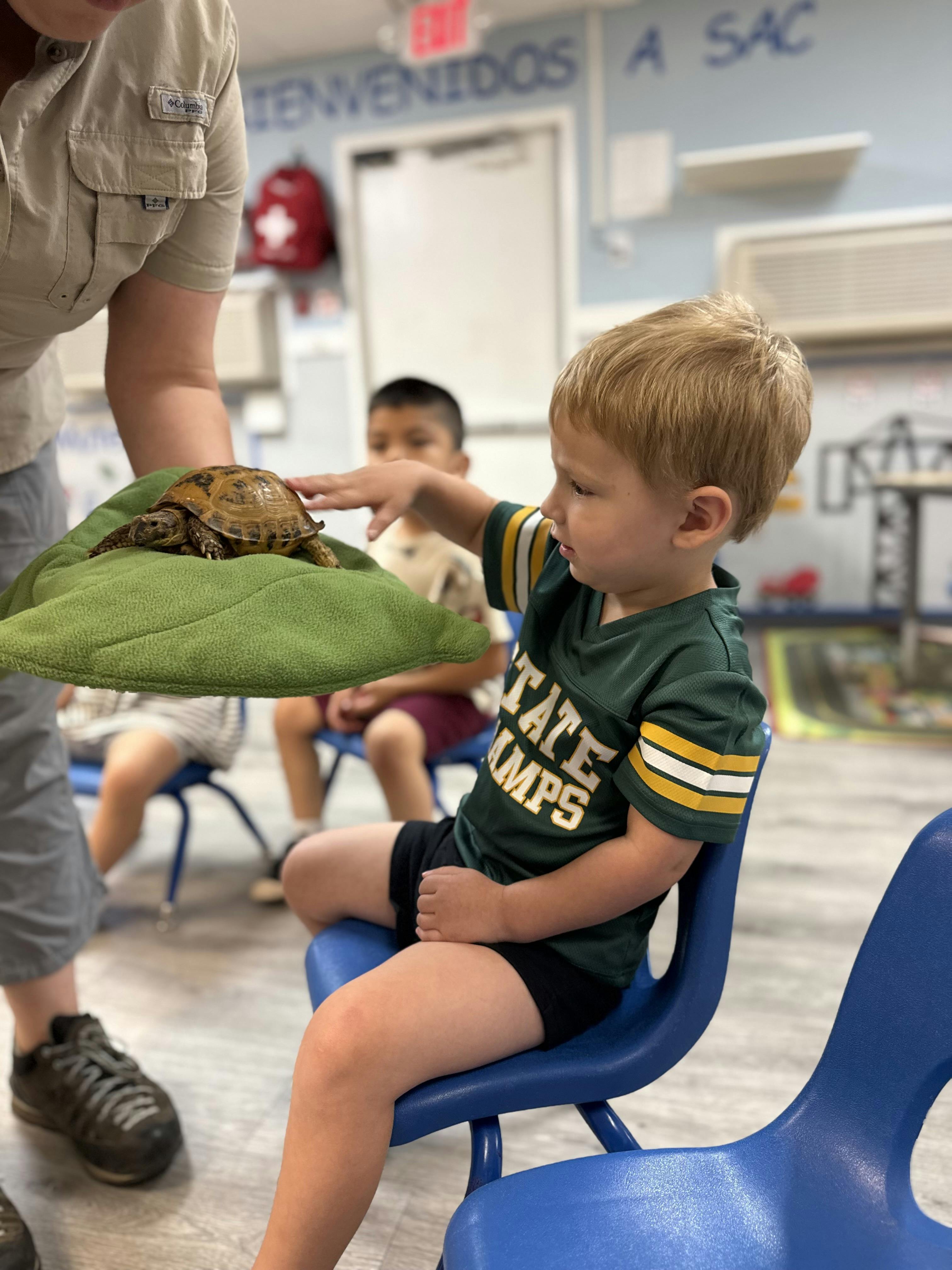 Child touching a turtle held on a cushion in a classroom