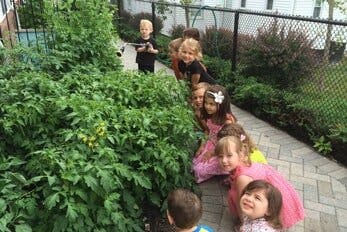 Children looking at plants in a garden