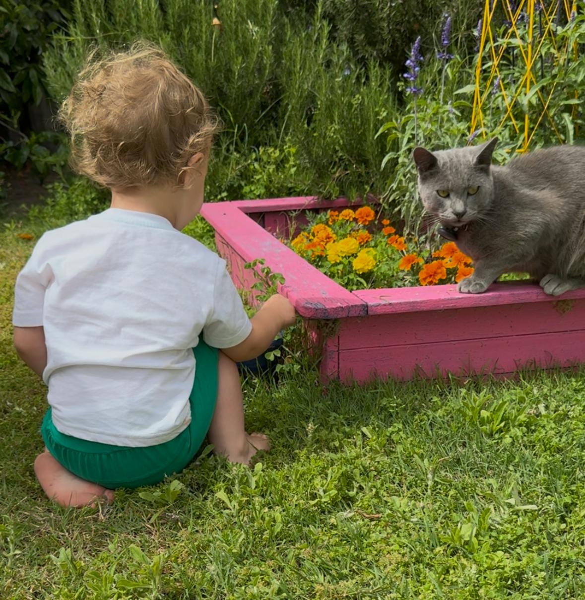 Child and cat by a flower box