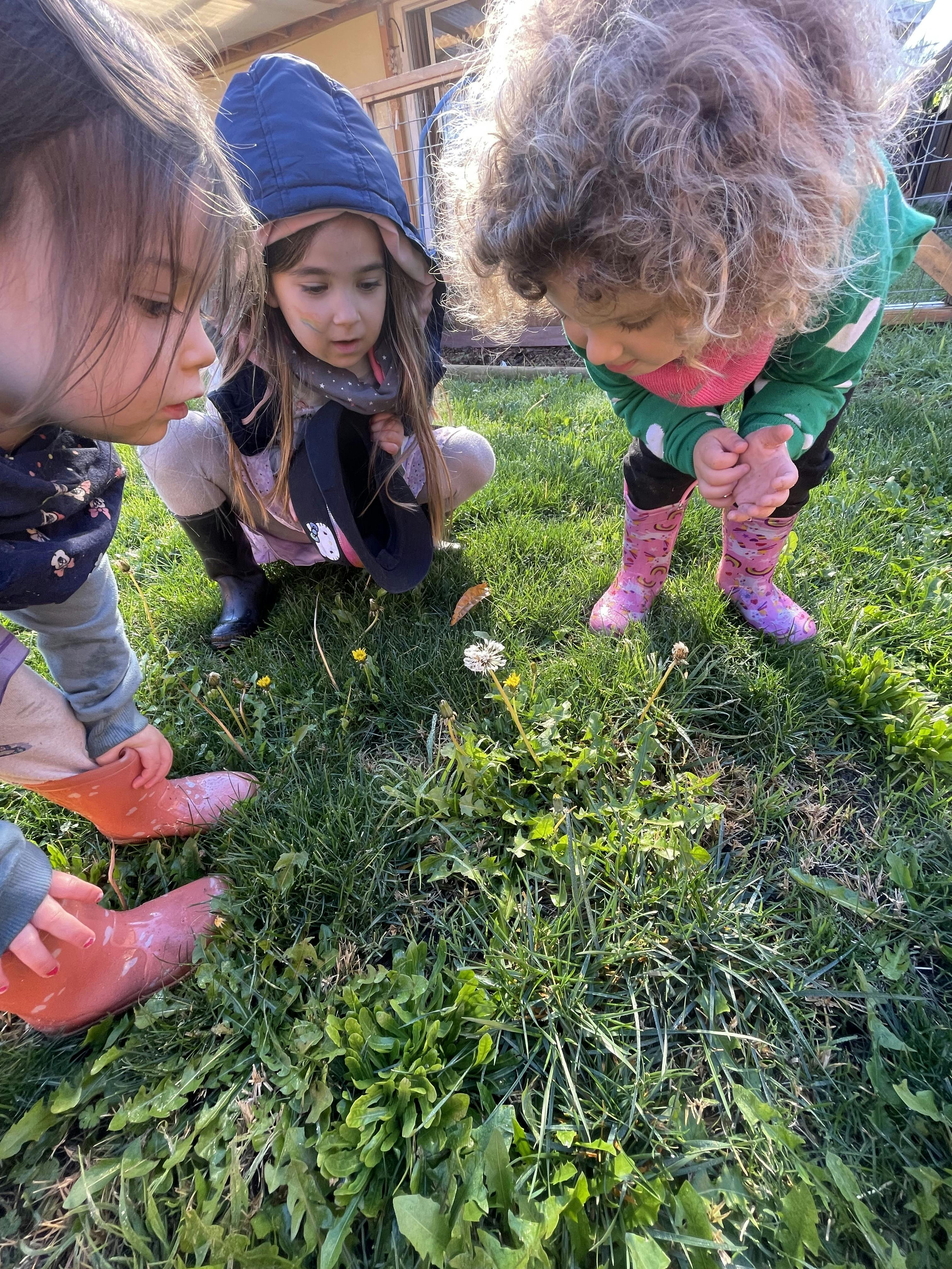 Three children looking down closely at a dandelion in the grass