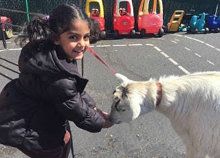 Child feeding a goat