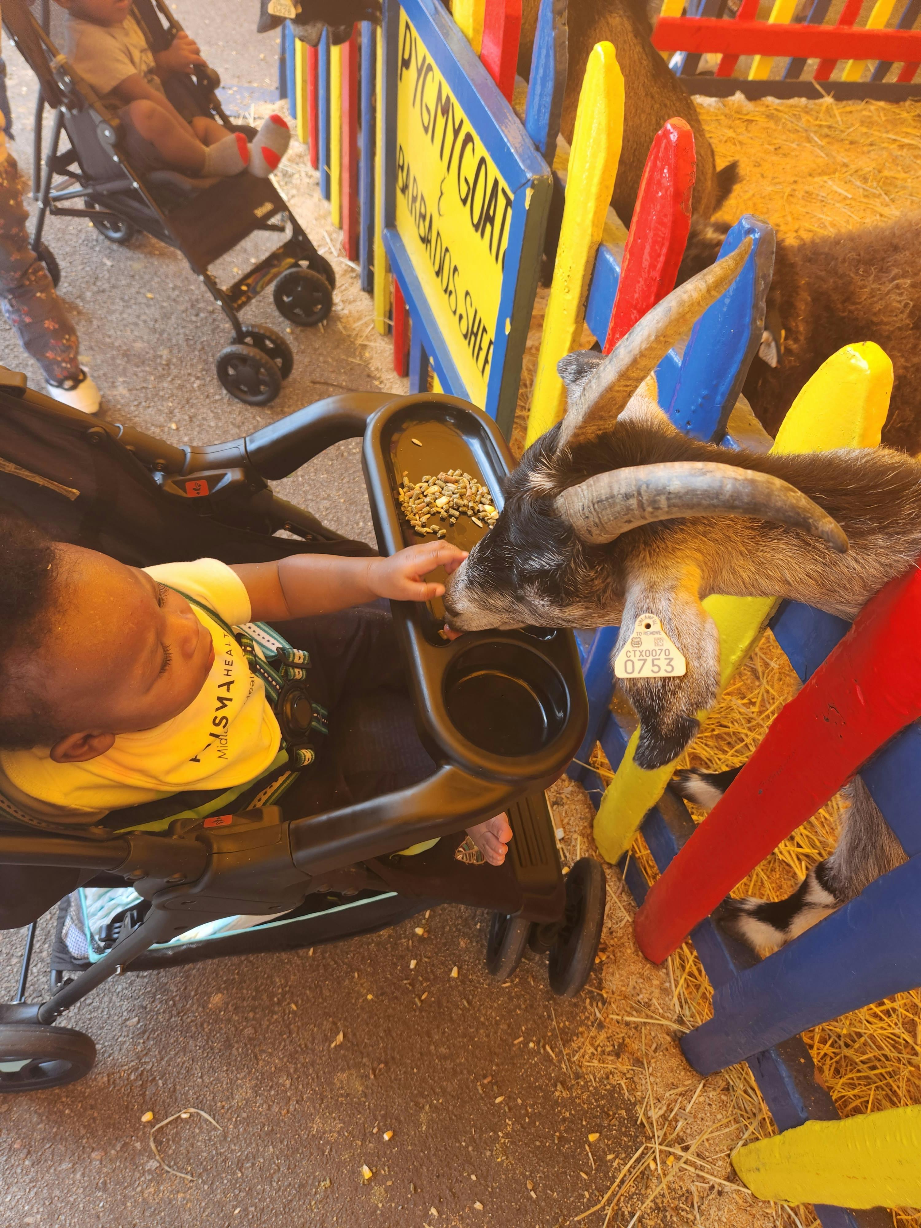 Child in a stroller feeding a goat