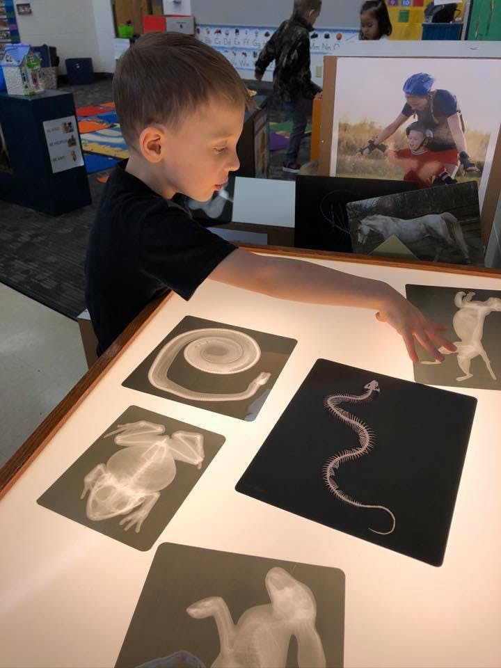 Child looking at animal x-ray images on a light table