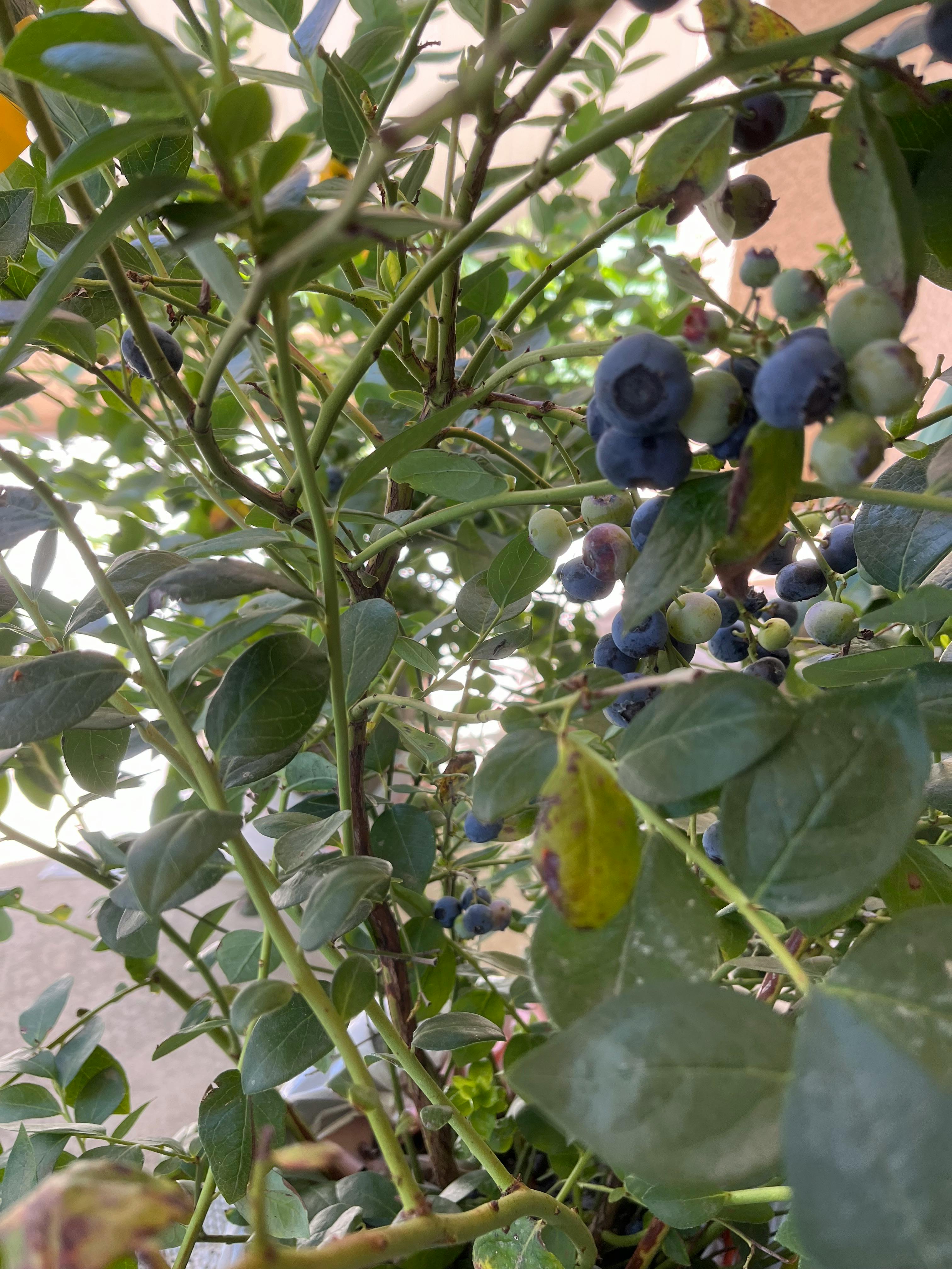 Blueberries ripening on a bush