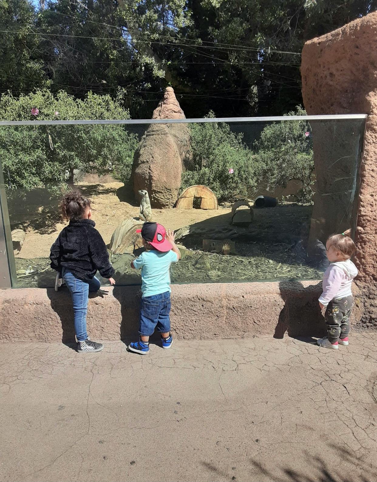 Three children looking at a meerkat in an enclosure