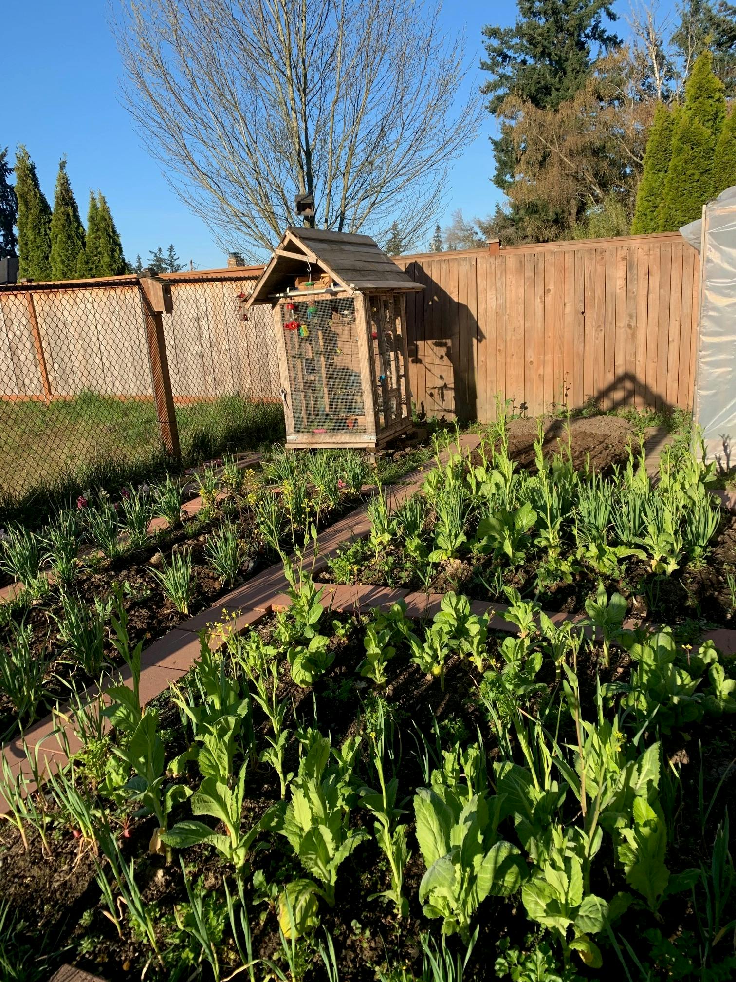 Garden beds with green plants and a small wooden shed