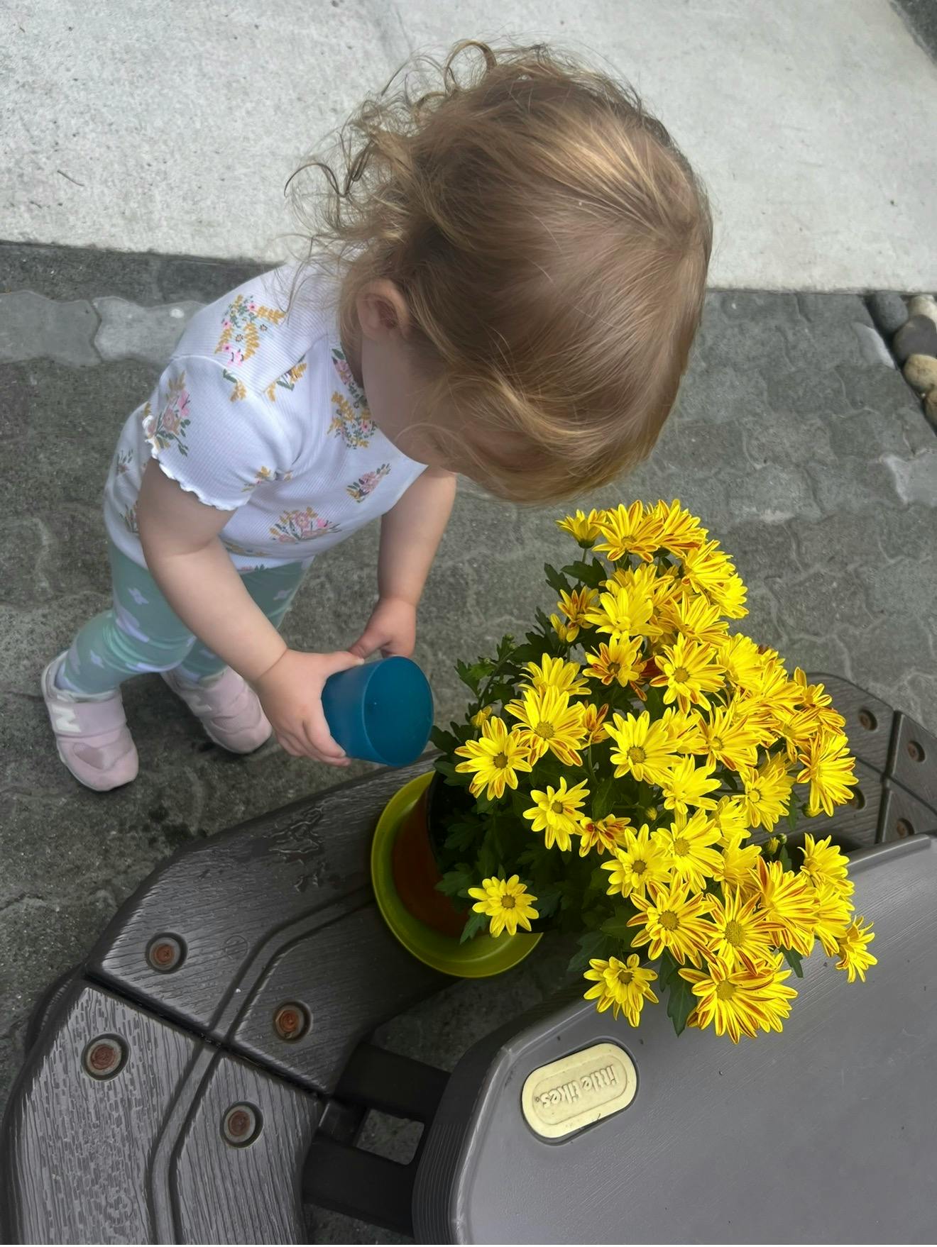 Child watering a potted plant with yellow flowers