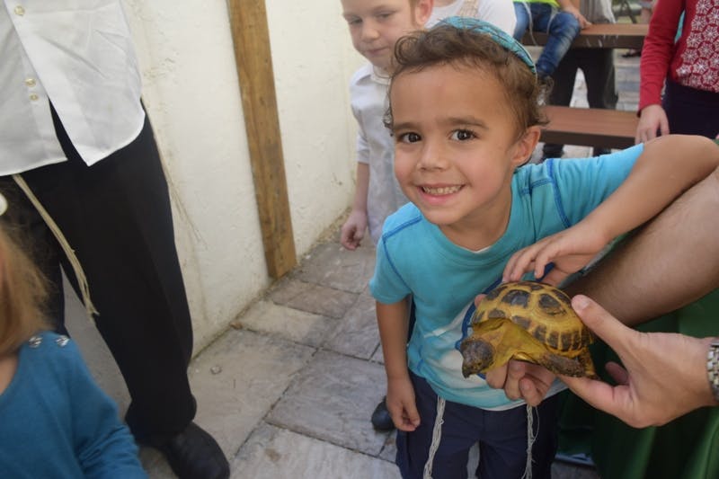 Child holding a small turtle