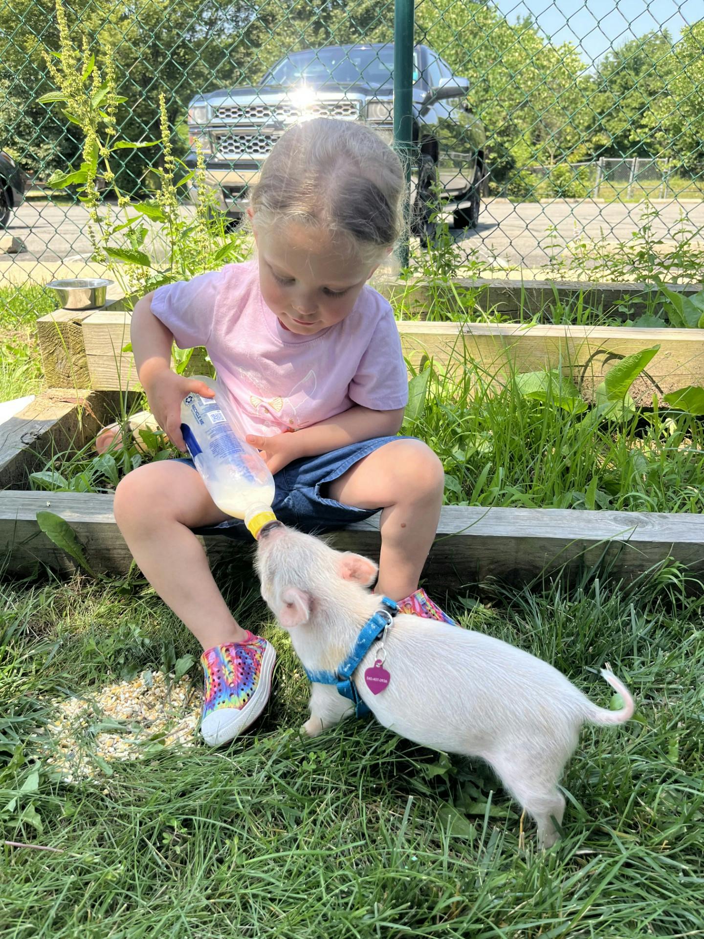 Child feeding a piglet from a bottle