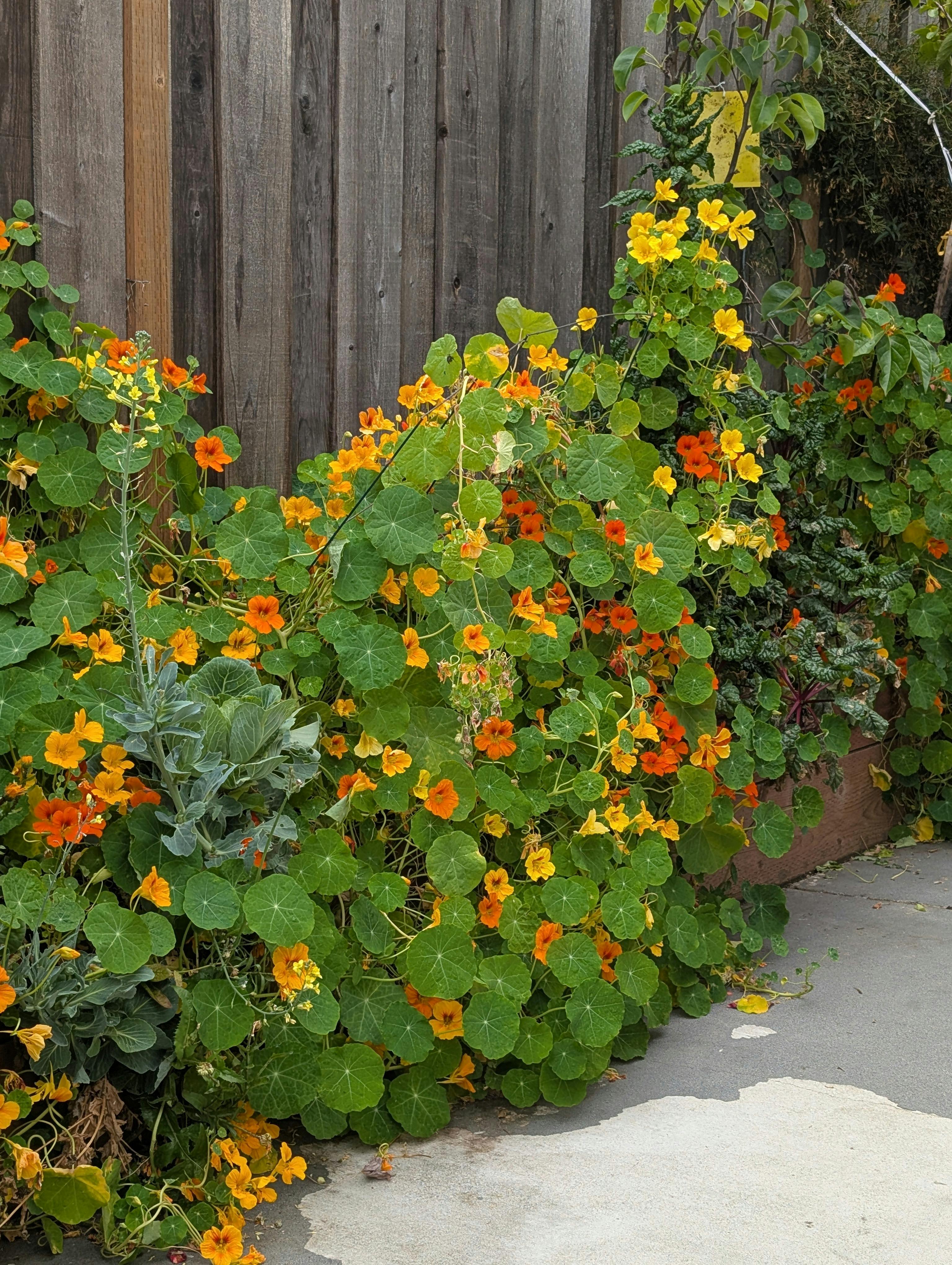 Nasturtium plants with green leaves and orange and yellow flowers next to a wooden fence