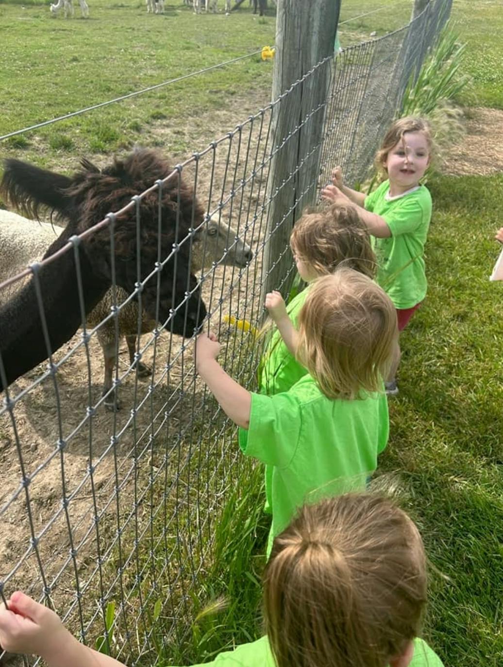 Children looking at an animal through a fence