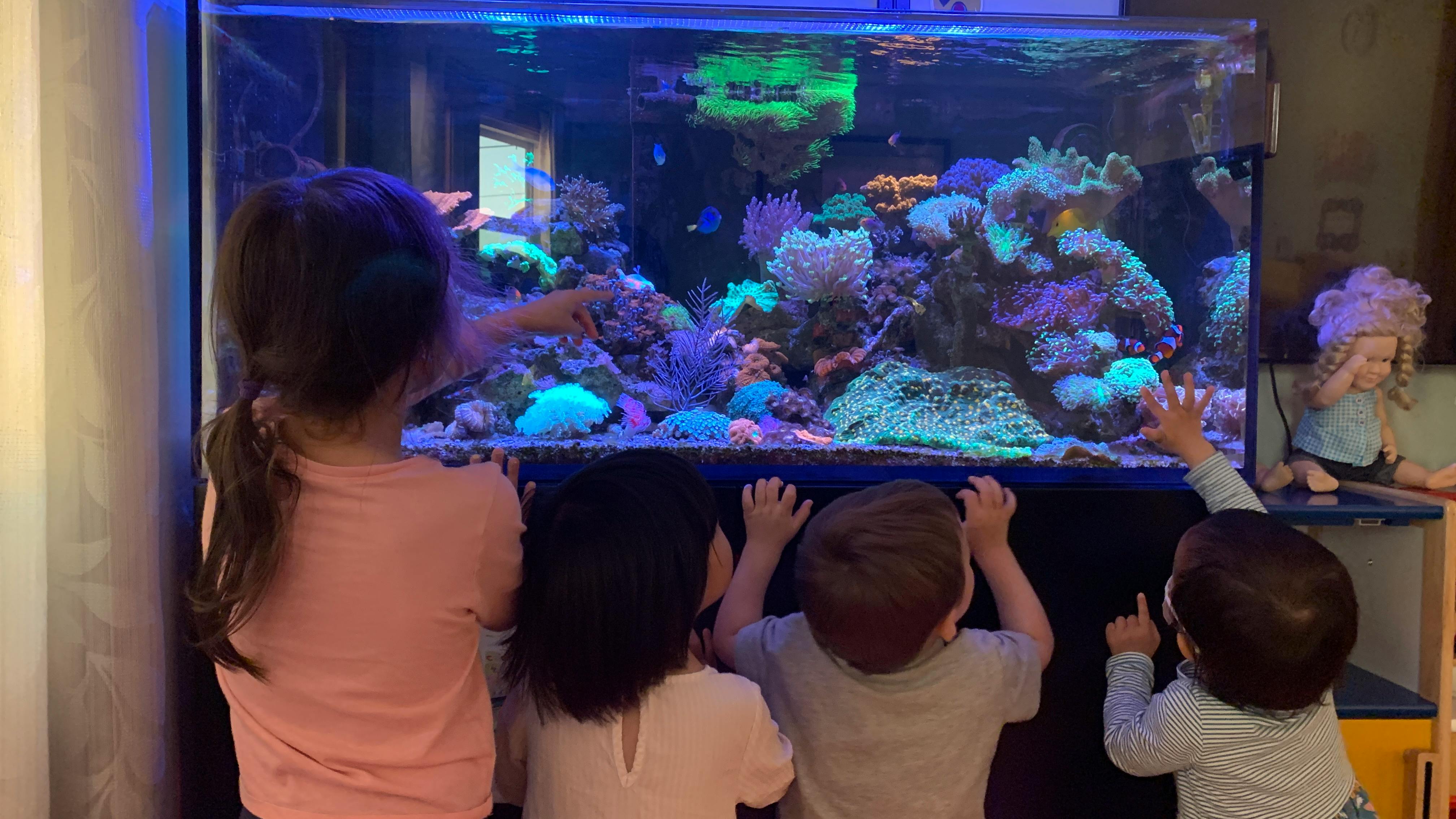Children looking at a large aquarium with coral and fish