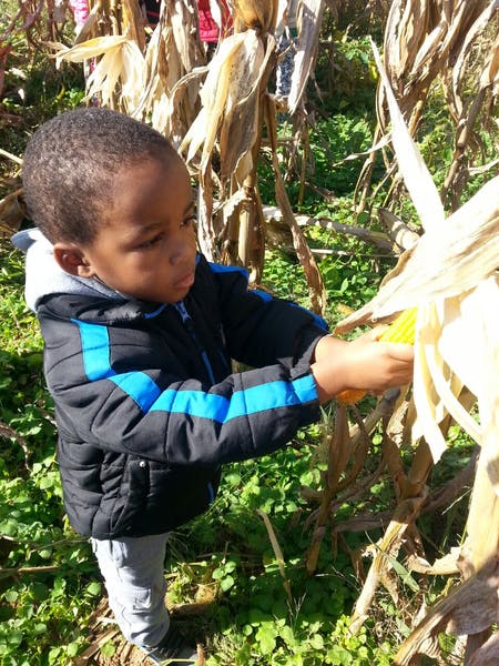 Child harvesting corn from a stalk