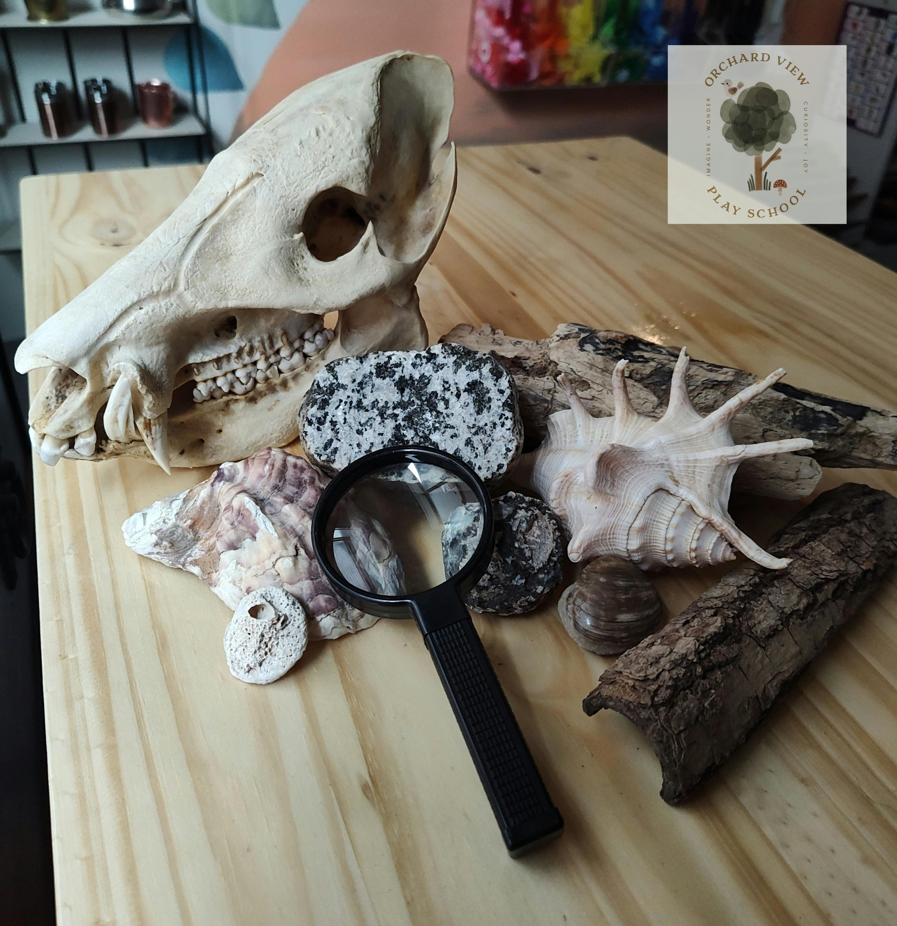 Animal skull, shells, rocks, and a magnifying glass on a wooden surface