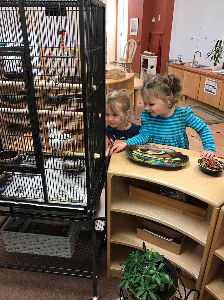 Two children looking at a bird in a cage