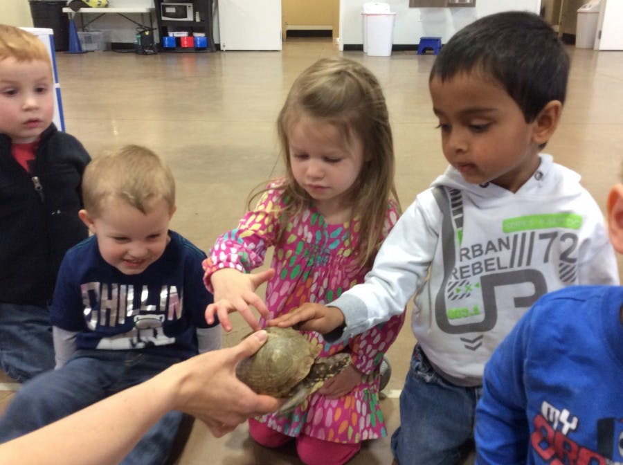 Children touching a turtle held by an adult