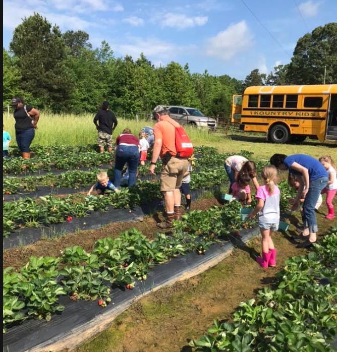 People and children picking strawberries in a field