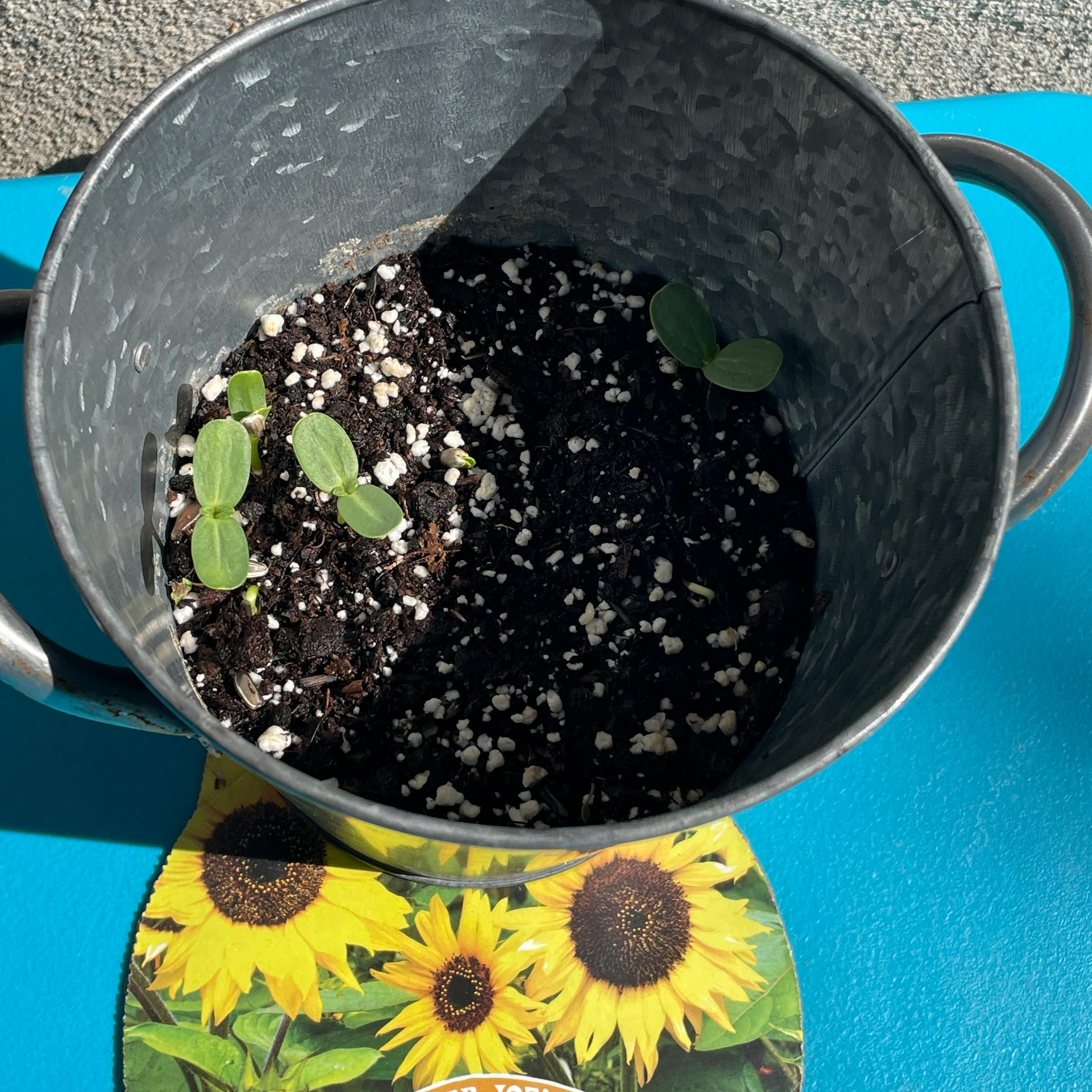 Small green seedlings growing in a metal pot with soil