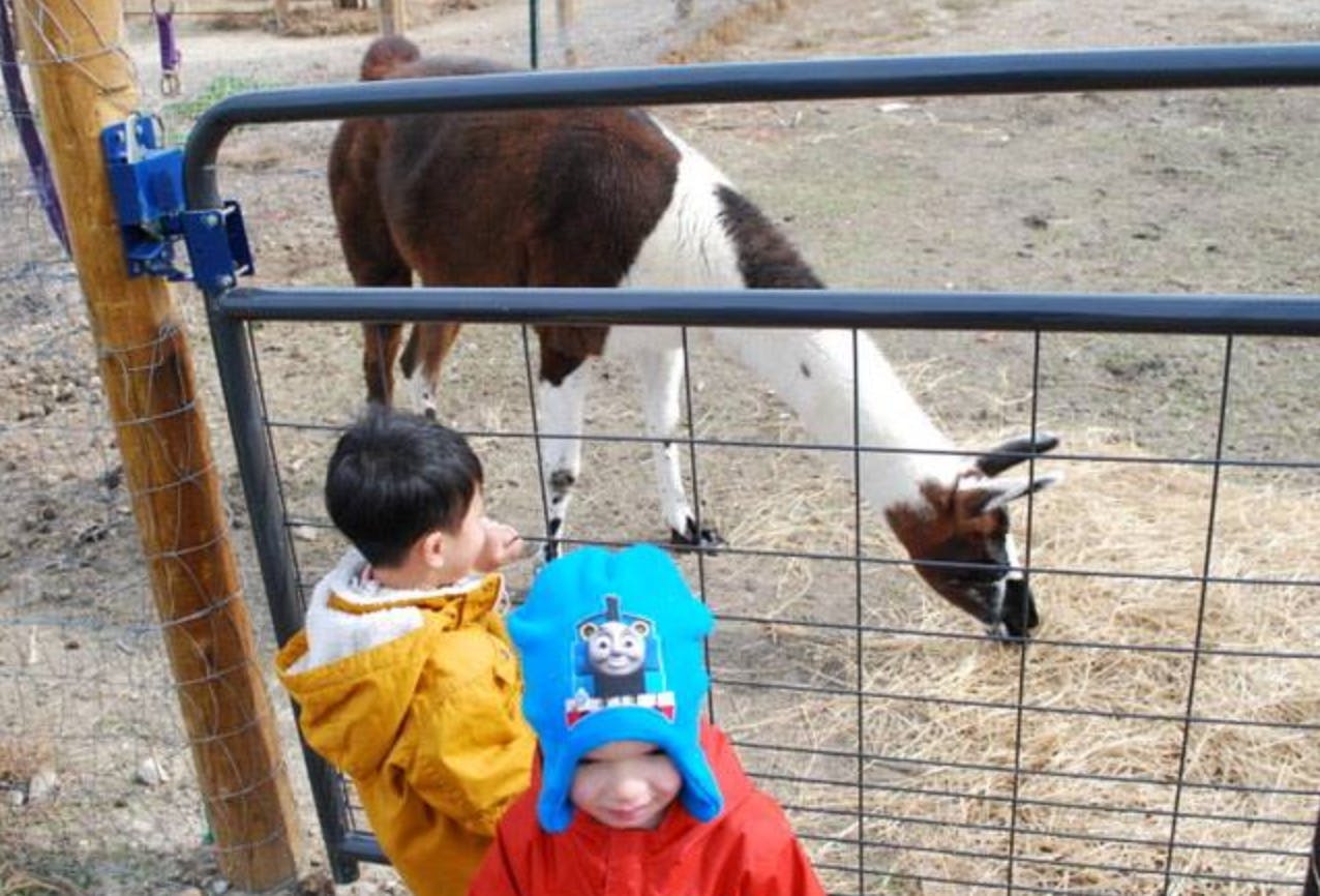 Two children looking at a llama behind a fence