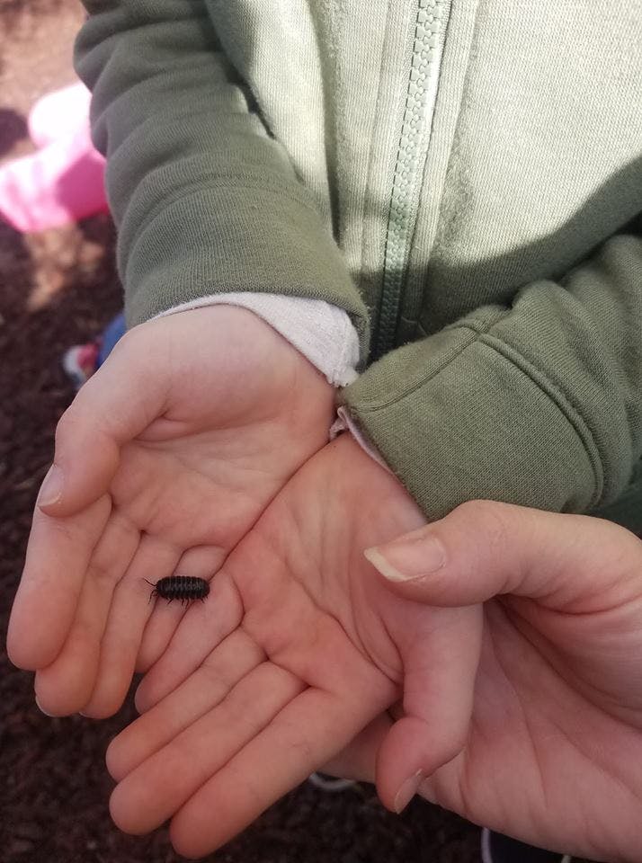 Child holding a small black insect in cupped hands