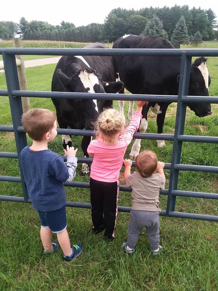 Three children looking at two cows through a fence