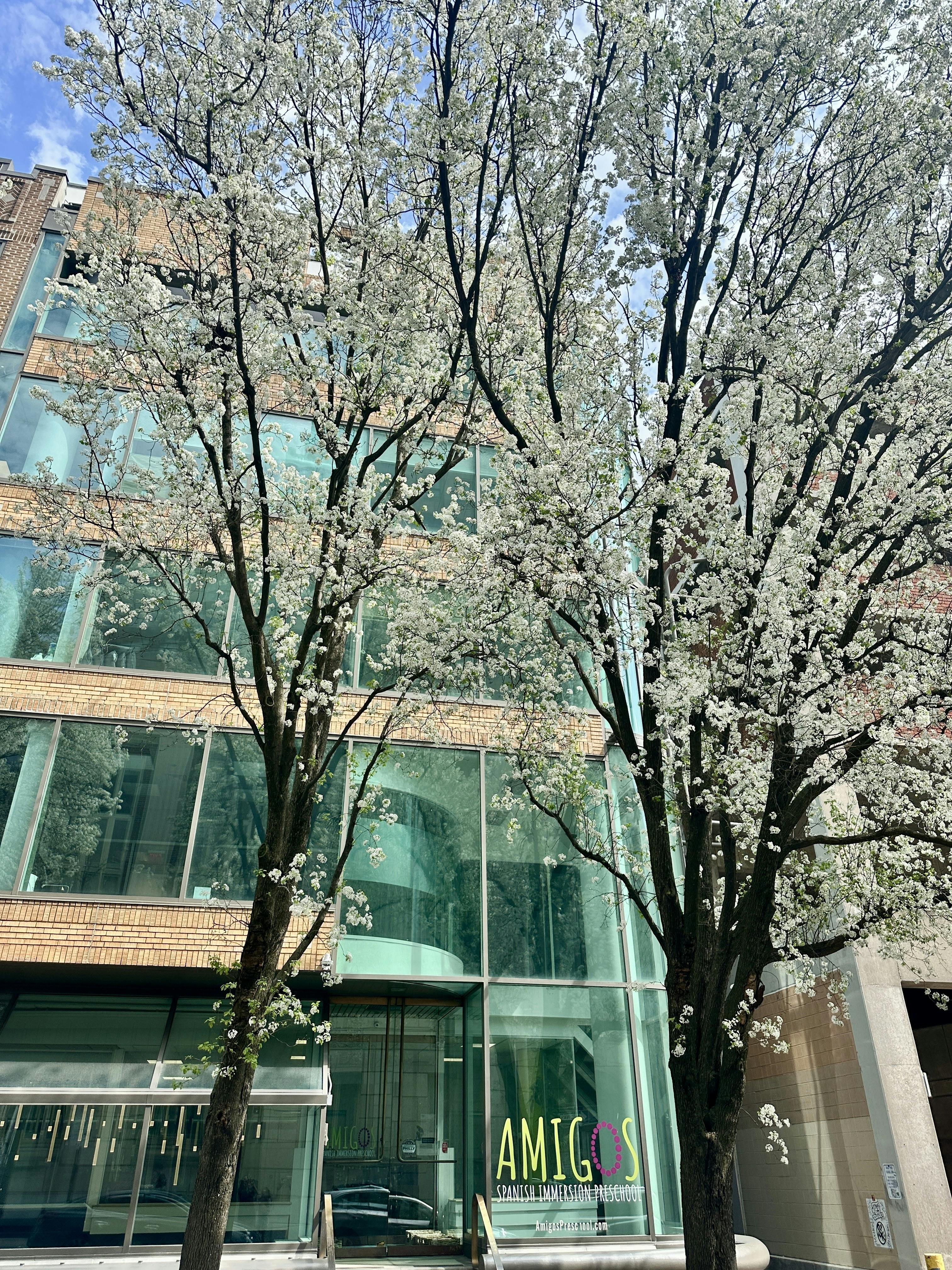 Blooming white trees in front of the Amigos Spanish Immersion Preschool building