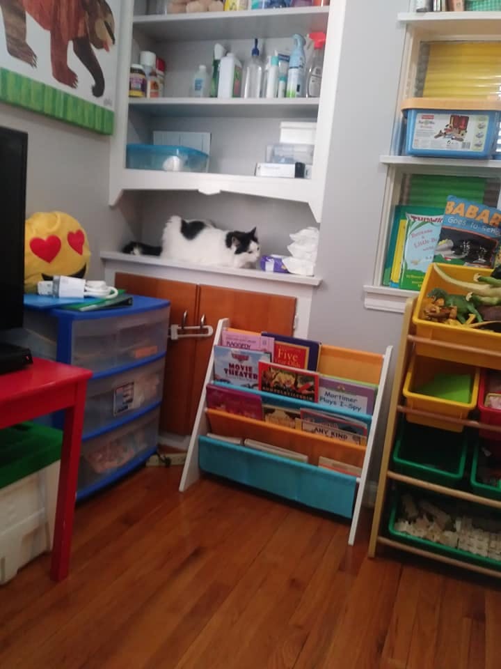 Black and white cat on a shelf above a cabinet