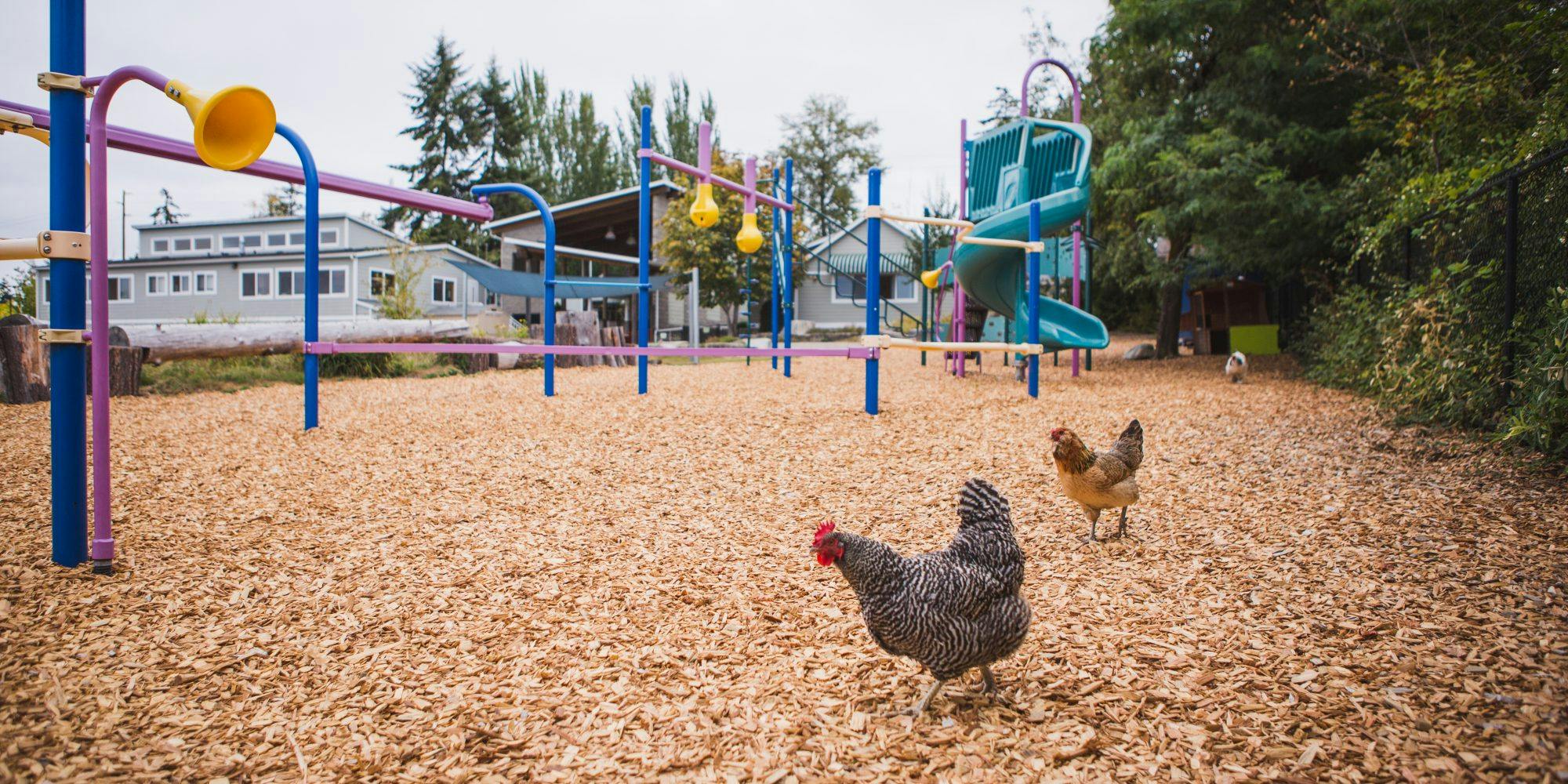 Chickens on wood chips in a playground