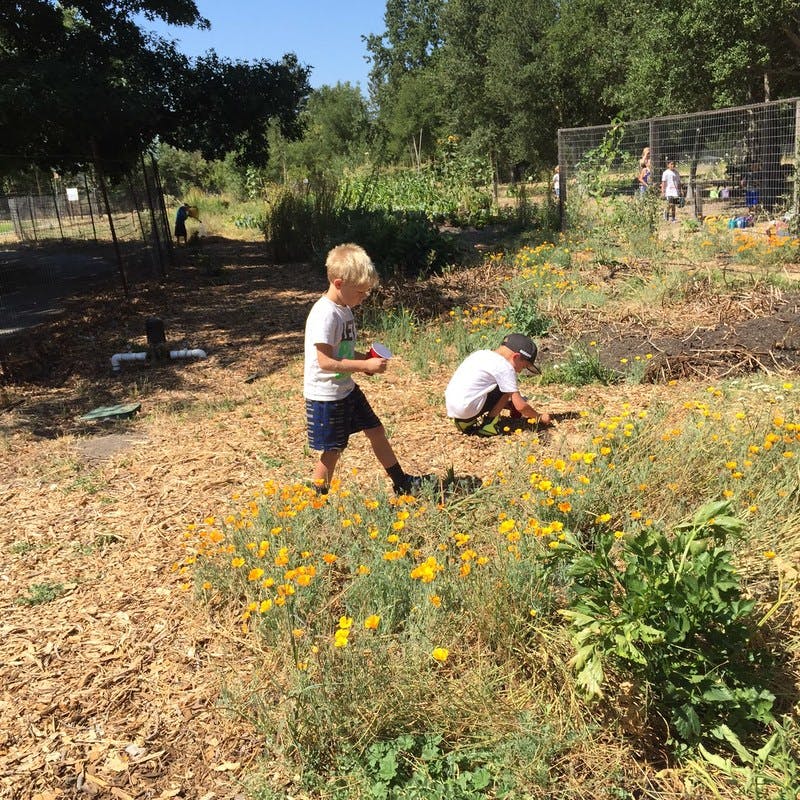 Two children in a field with yellow flowers